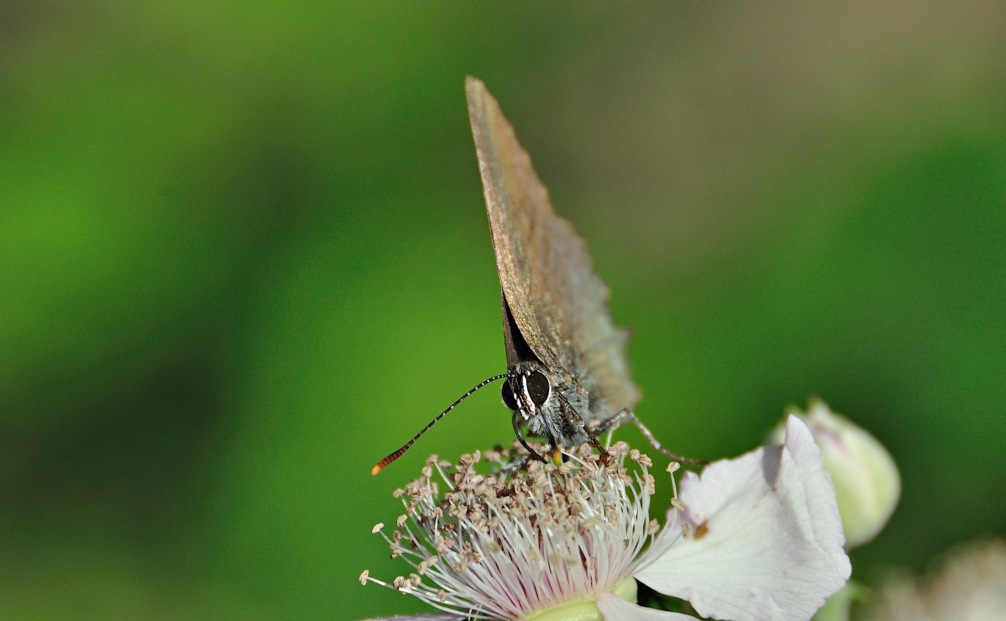 photo A045259, © Adriaan van Os, Montferrer 05-07-2017, altitudo 800 m, Satyrium esculi