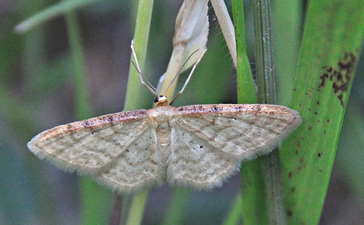 photo A045473, © Adriaan van Os, 47 x 31 (1) mm, Corsavy 06-07-2017, altitude 1300 m, Idaea humiliata