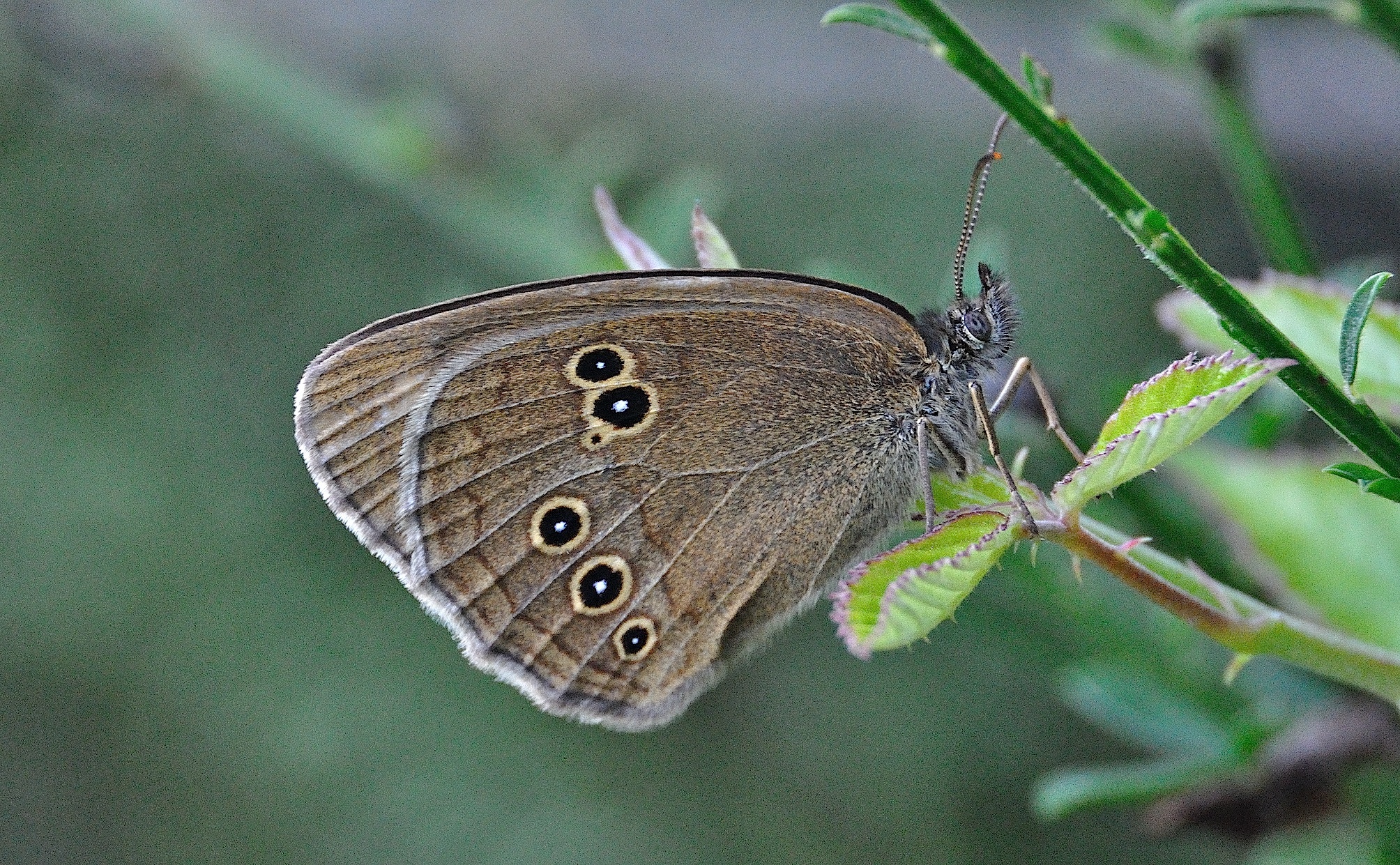 foto A045598, © Adriaan van Os, Montferrer 07-07-2017, altitud 800 m, ♂ Aphantopus hyperantus