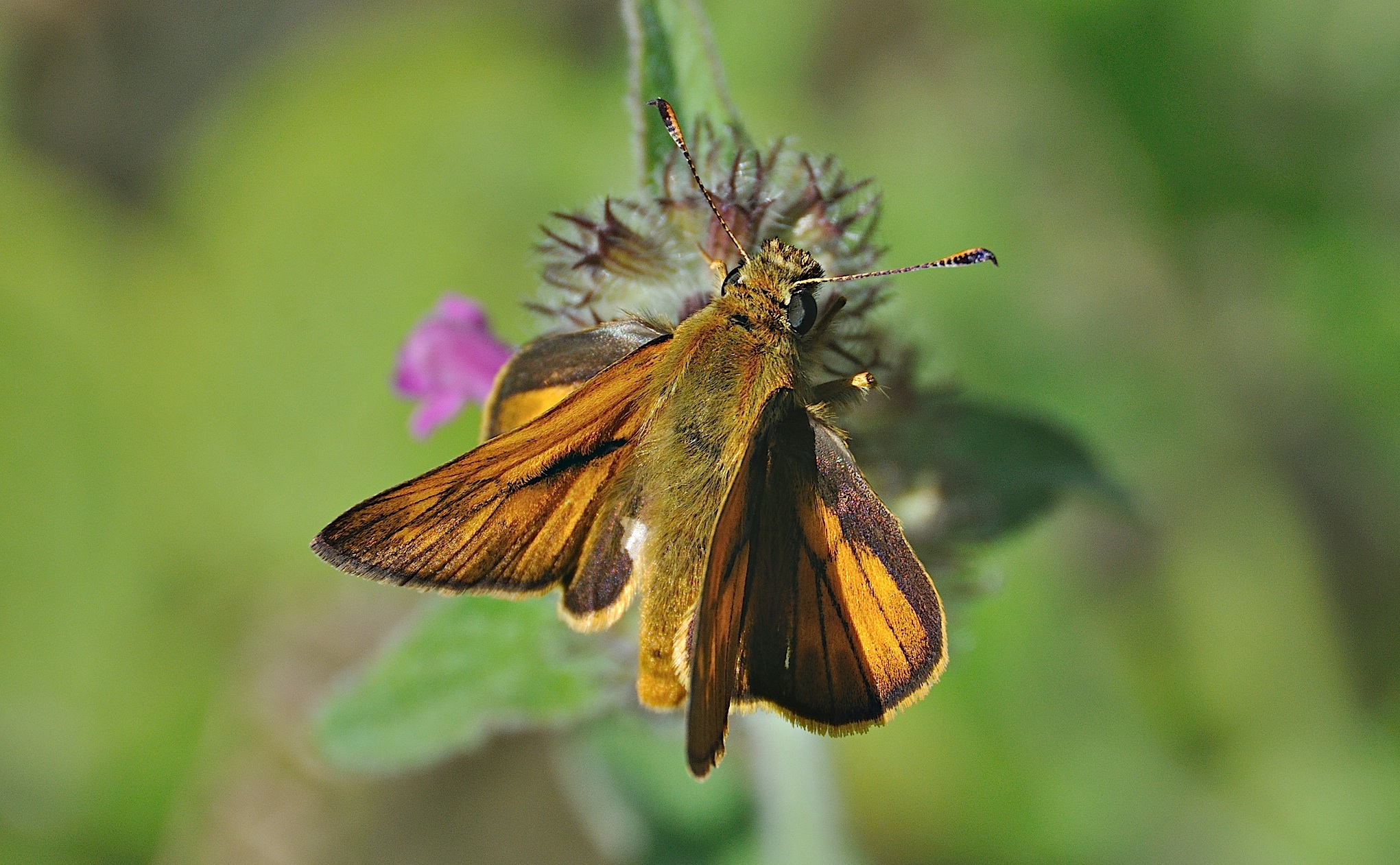 photo A045640, © Adriaan van Os, Montferrer 07-07-2017, altitude 800 m, ♂ Ochlodes sylvanus