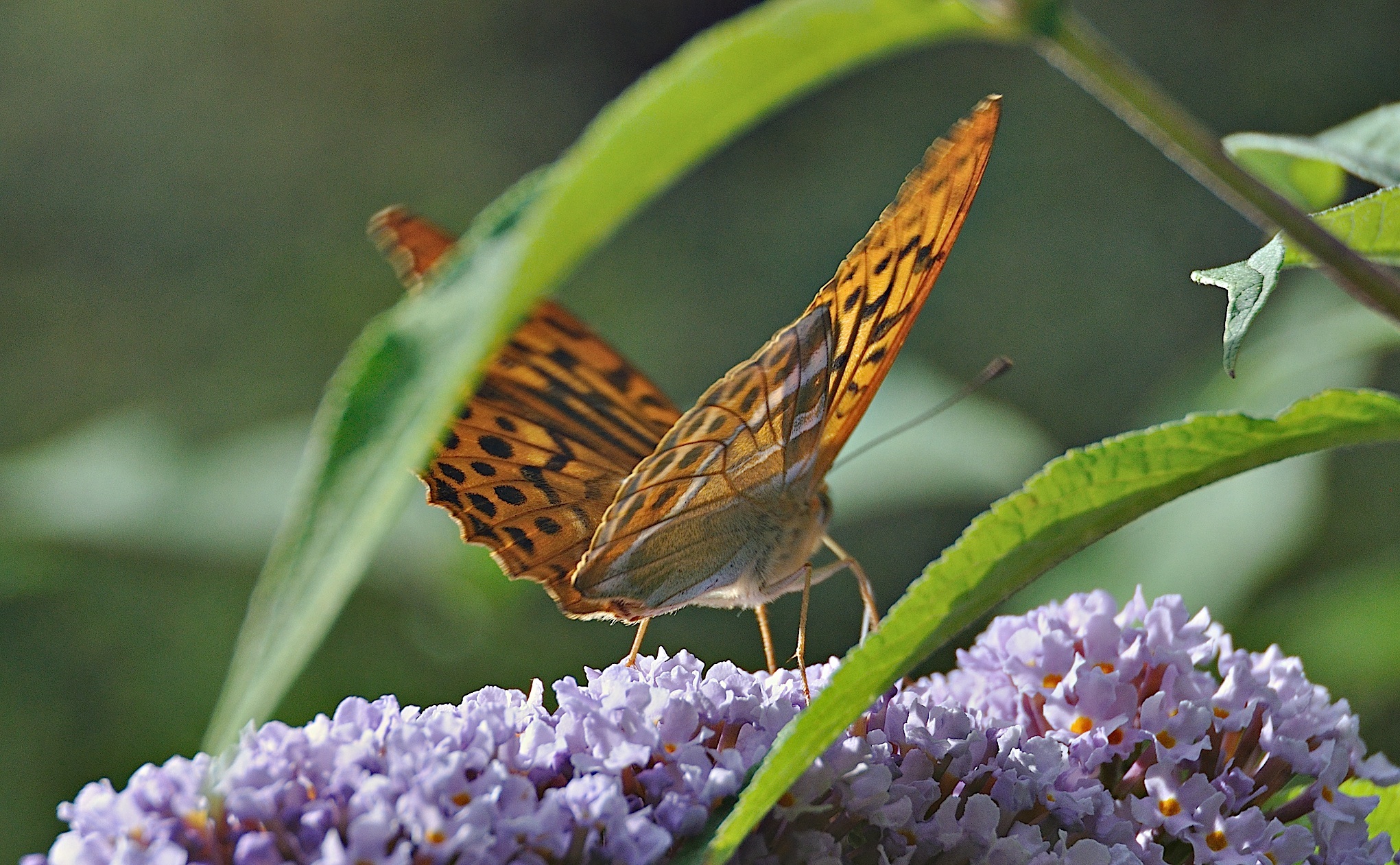 photo A045820, © Adriaan van Os, Montferrer 07-07-2017, altitude 800 m, ♂ Argynnis paphia