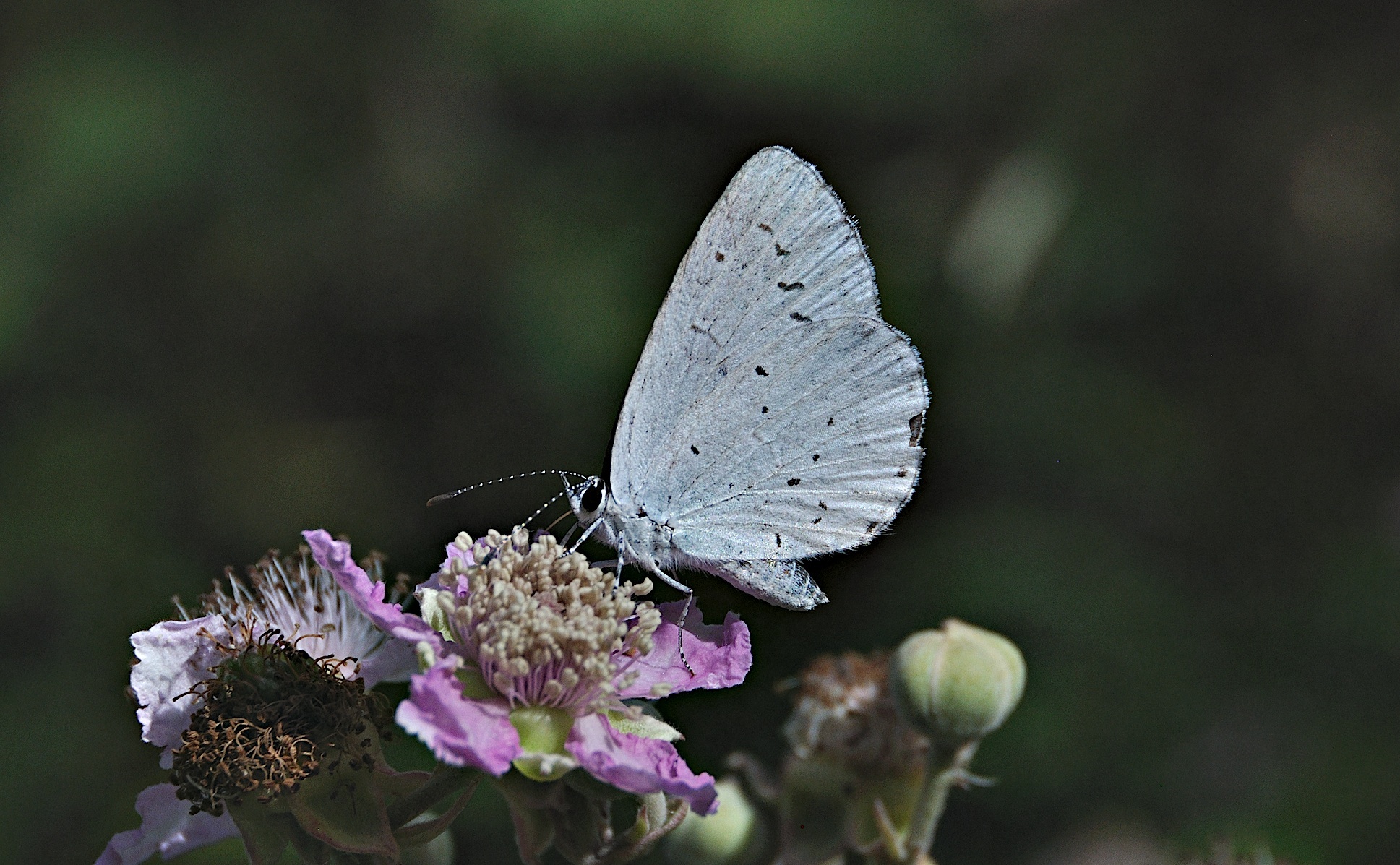 photo A045968, © Adriaan van Os, Montferrer 07-07-2017, altitude 800 m, Celastrina argiolus