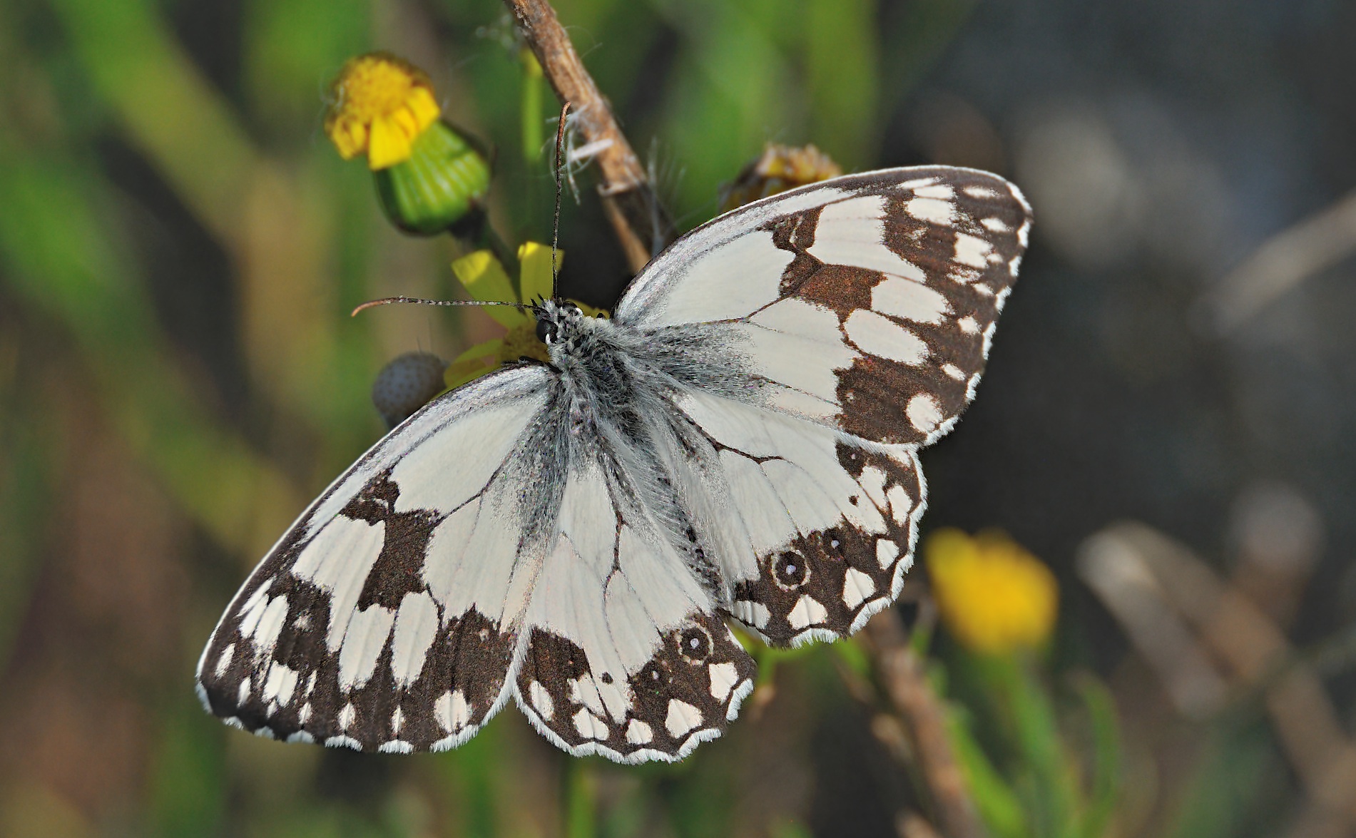 foto A046092, © Adriaan van Os, Corsavy 09-07-2017, altitud 1300 m, Melanargia lachesis