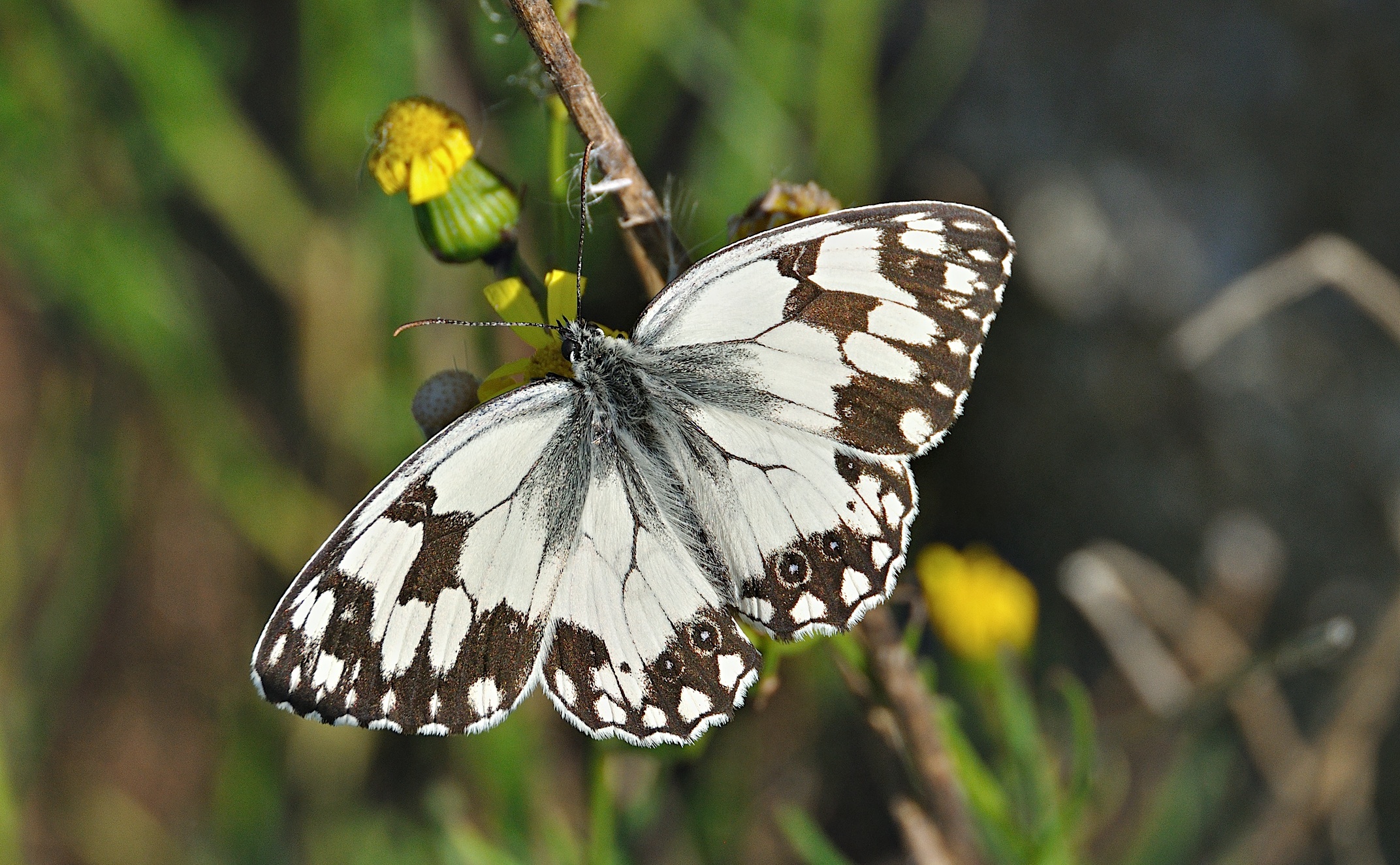 foto A046095, © Adriaan van Os, Corsavy 09-07-2017, hoogte 1300 m, Melanargia lachesis