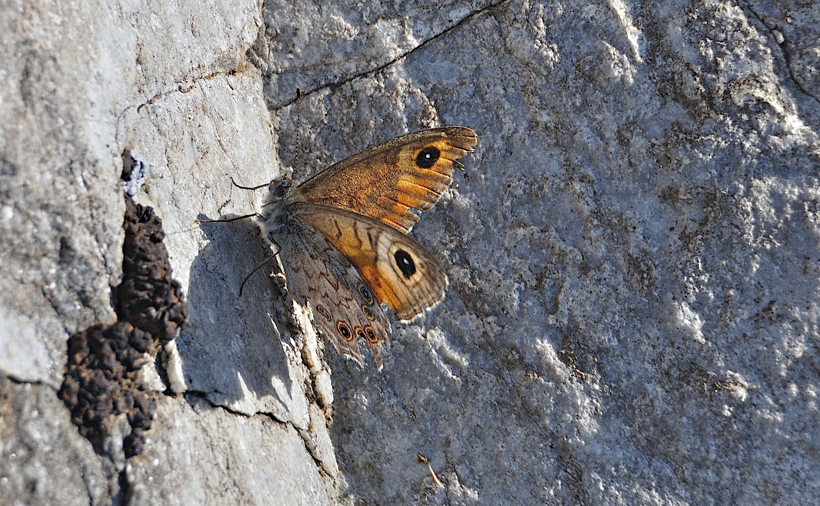 photo A046098, © Adriaan van Os, Corsavy 09-07-2017, altitude 1300 m, ♀ Lasiommata maera ?