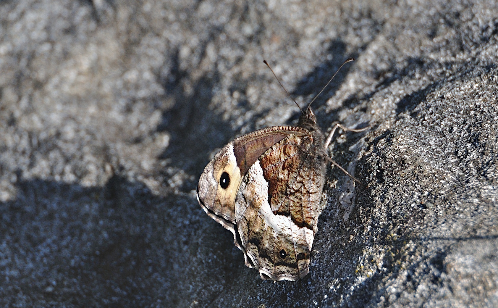 photo A046108, © Adriaan van Os, Corsavy 09-07-2017, altitudo 1300 m, Hipparchia fagi