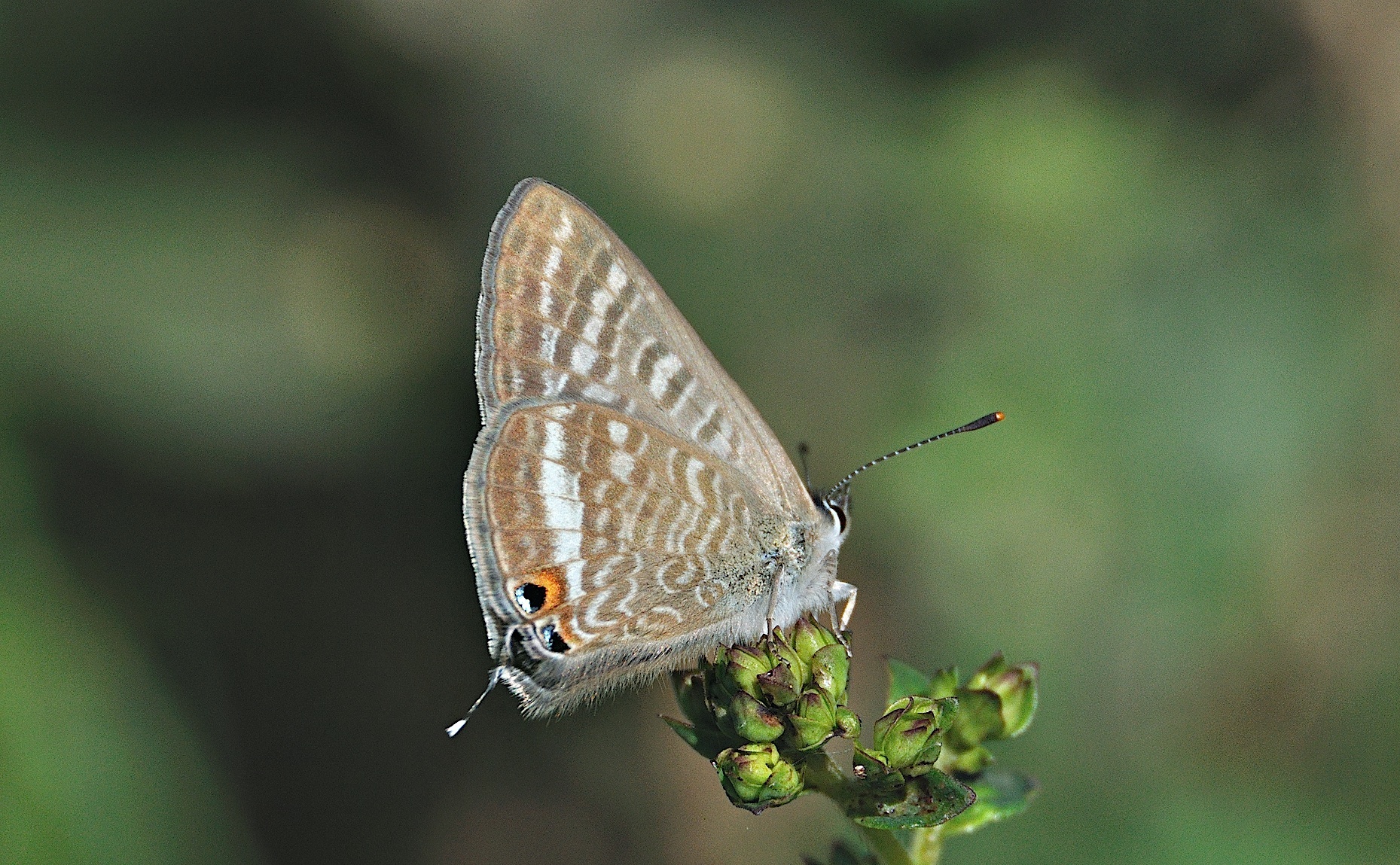 foto A046220, © Adriaan van Os, Montferrer 09-07-2017, altitud 800 m, Lampides boeticus