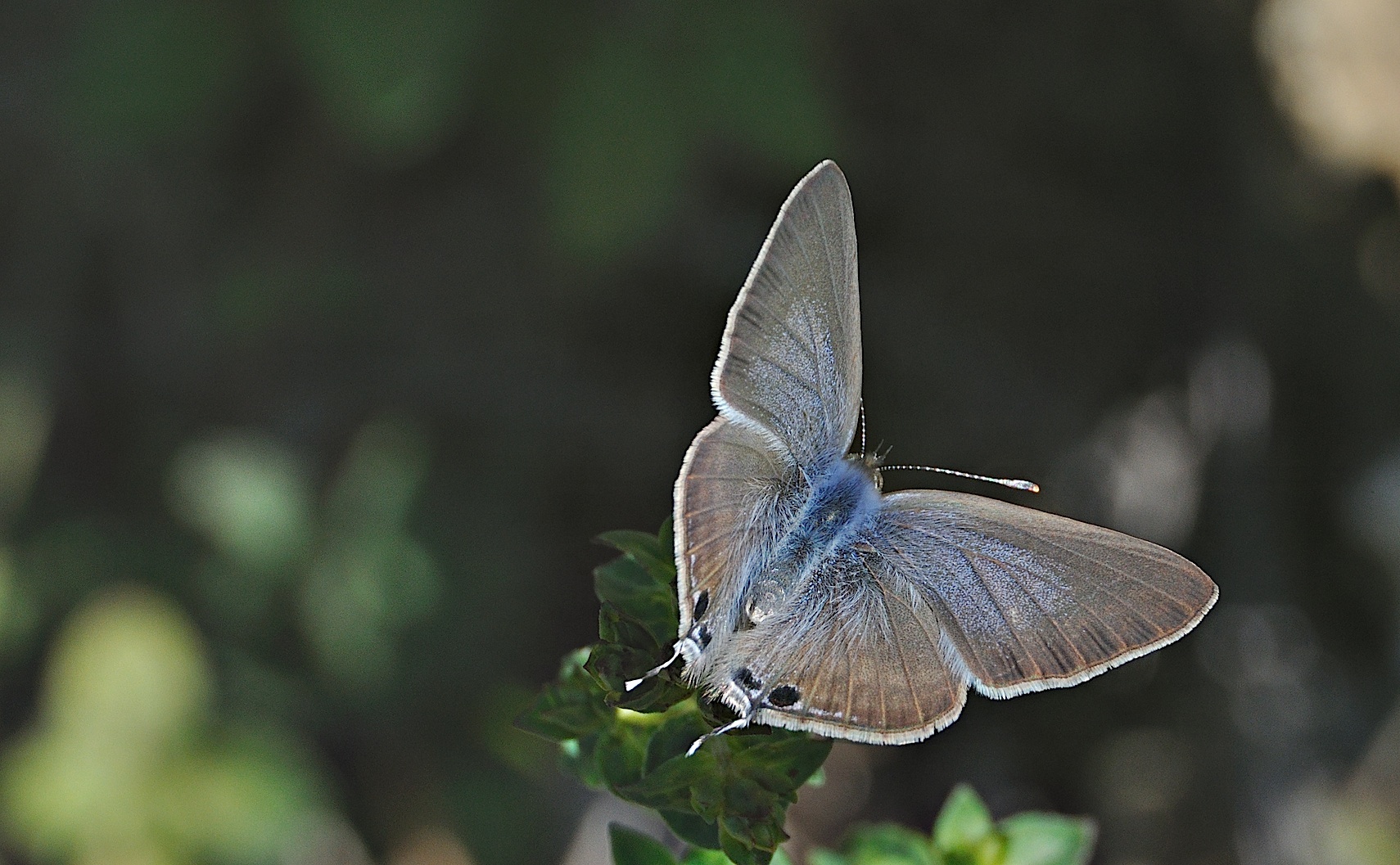 foto A046244, © Adriaan van Os, Montferrer 09-07-2017, altitud 800 m, ♂ Lampides boeticus