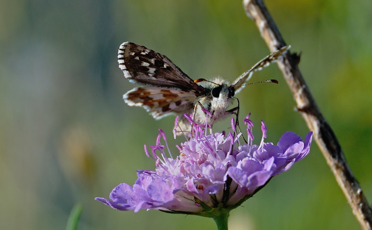 photo A046279, © Adriaan van Os, Corsavy 09-07-2017, altitudo 1300 m, ♂ Pyrgus foulquieri ?