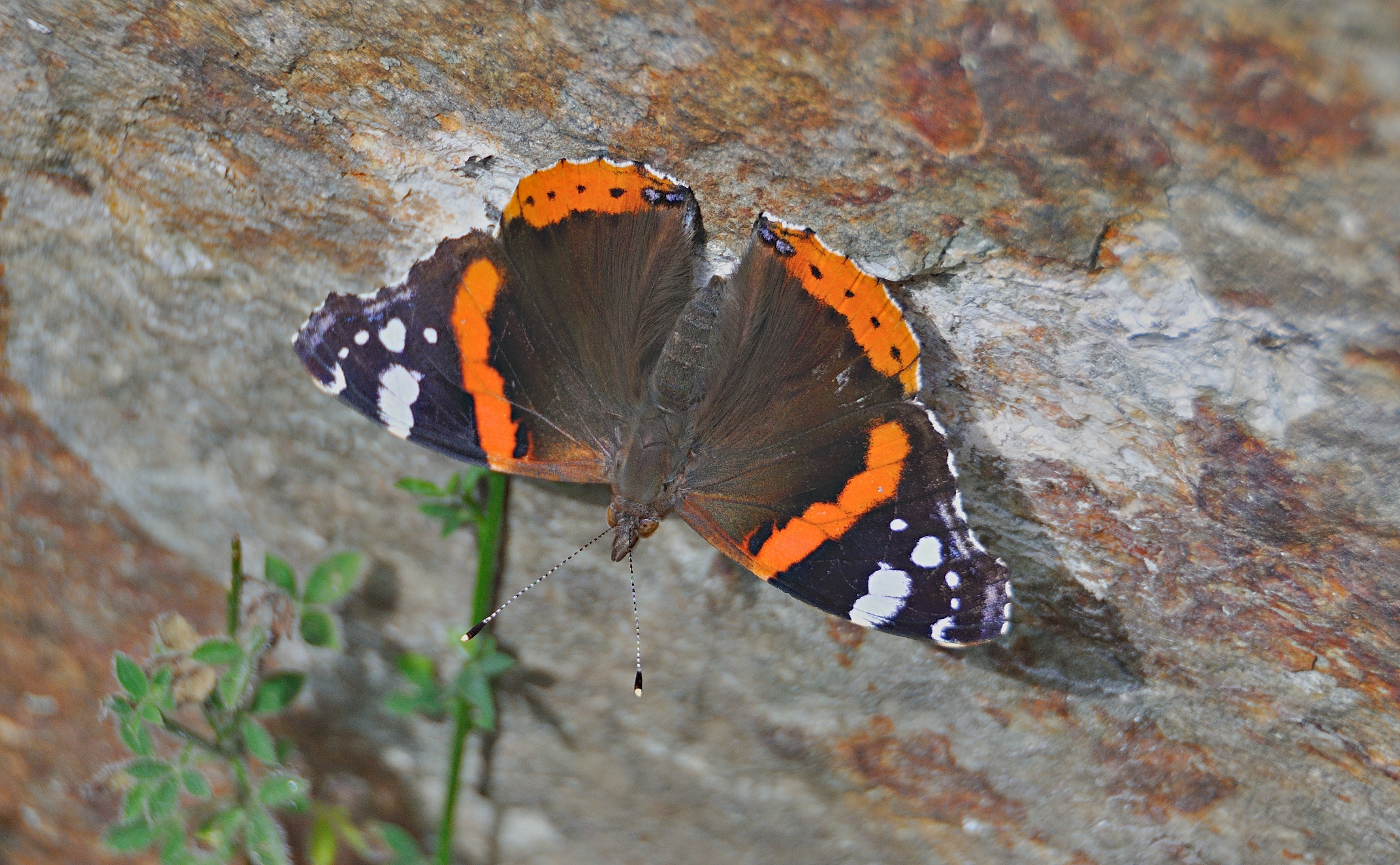 foto A046336, © Adriaan van Os, Corsavy 09-07-2017, altitud 1300 m, Vanessa atalanta