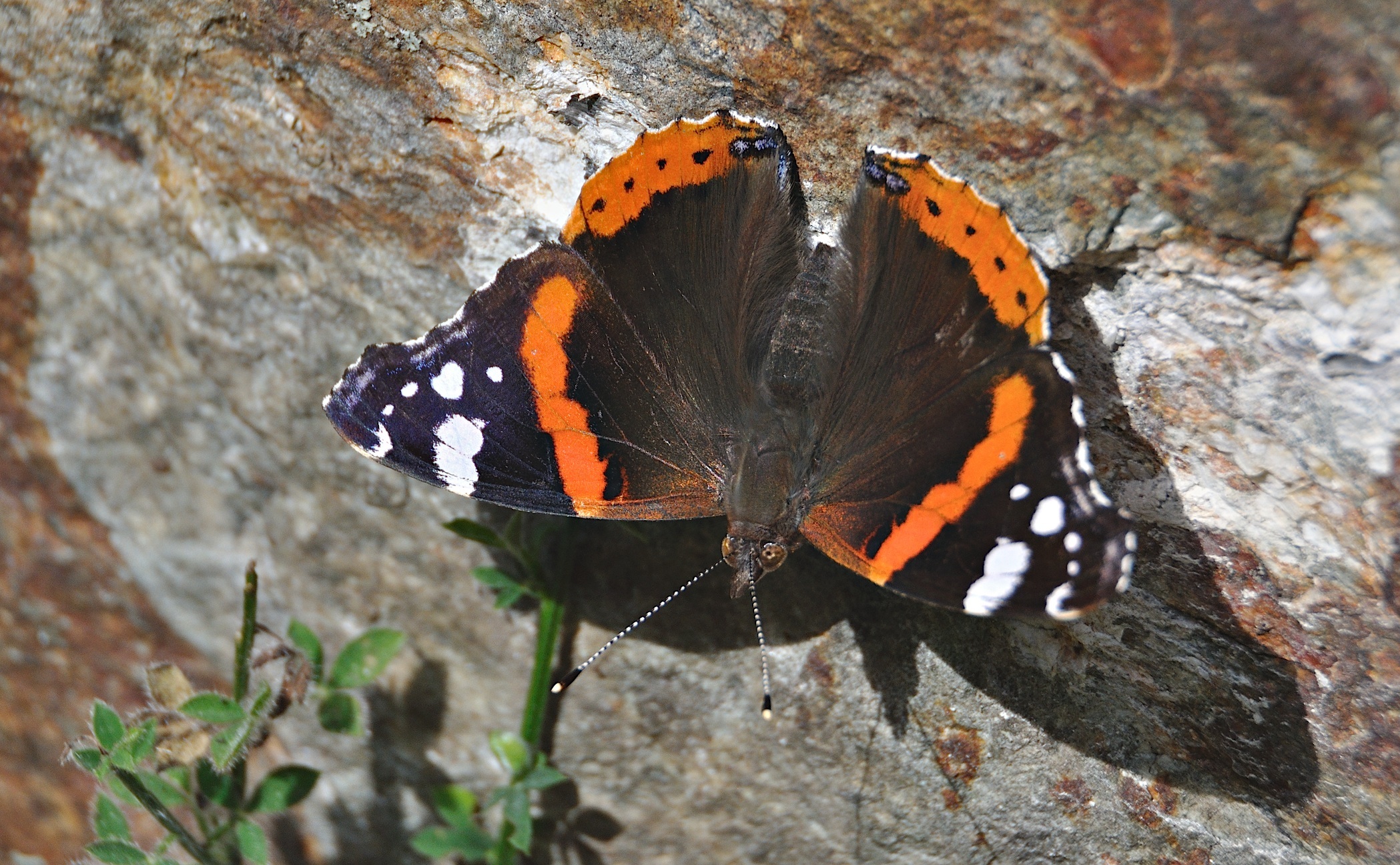 Foto A046351, © Adriaan van Os, Corsavy 09-07-2017, Hhe 1300 m, Vanessa atalanta