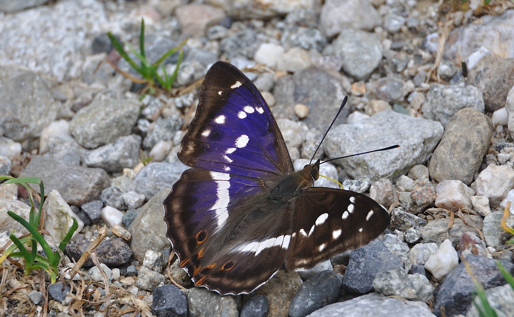 foto A046594, © Adriaan van Os, Corsavy 11-07-2017, altitud 1100 m, ♂ Apatura iris