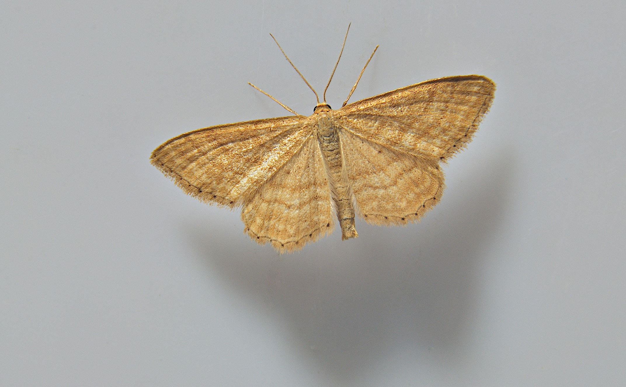 photo A046782, © Adriaan van Os, Corsavy 11-07-2017, altitudo 800 m, Idaea ochrata