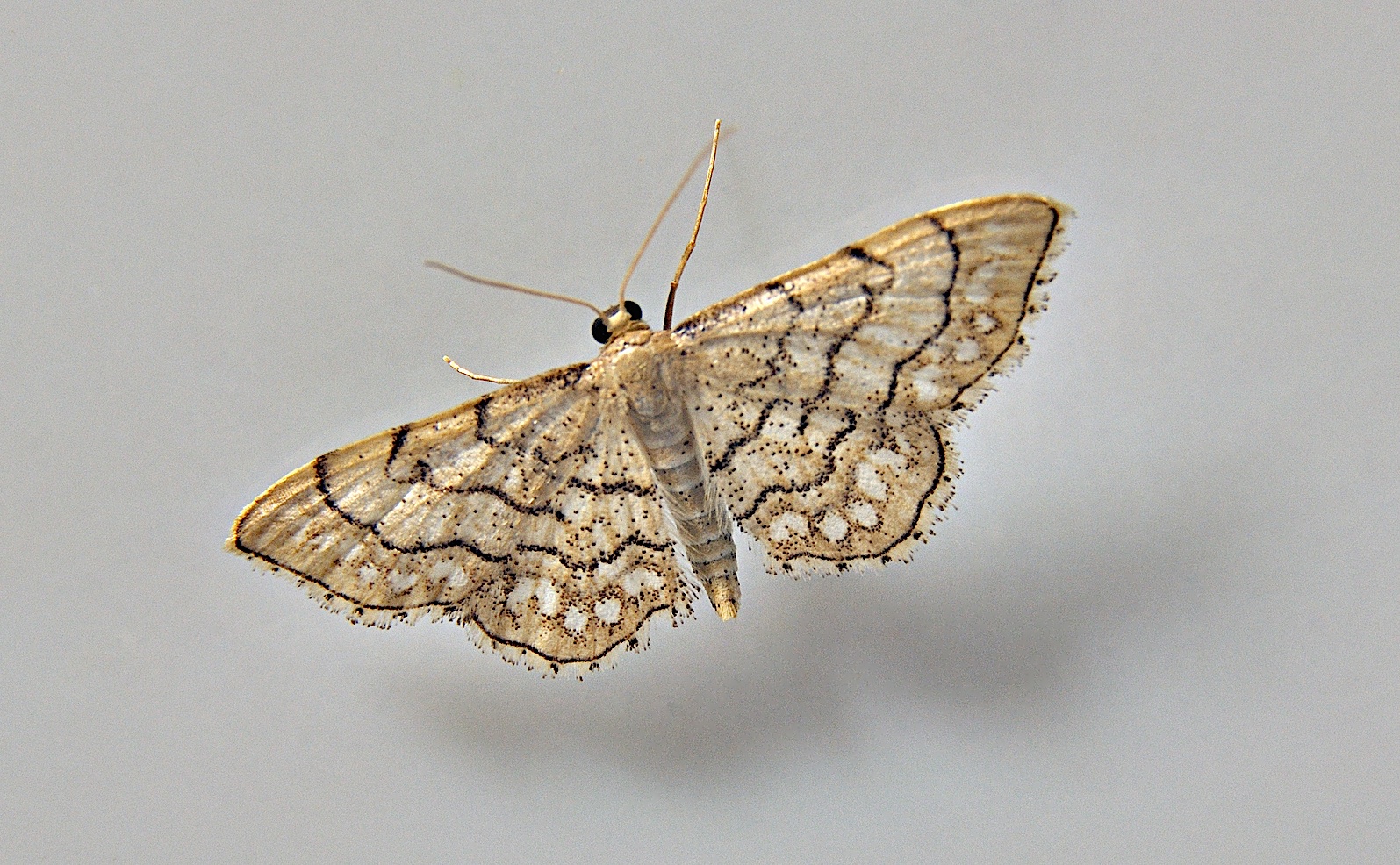 foto A047027, © Adriaan van Os, Corsavy 11-07-2017, hoogte 800 m, Idaea moniliata