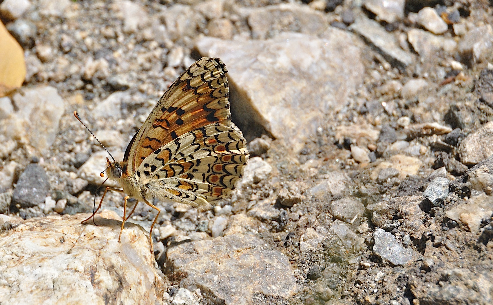 photo A047331, © Adriaan van Os, Corsavy 12-07-2017, altitude 1300 m, Melitaea phoebe