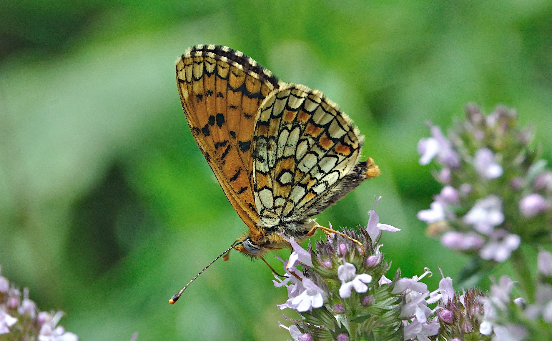 foto A047497, © Adriaan van Os, Corsavy 12-07-2017, hoogte 1100 m, ♂ Melitaea deione ?