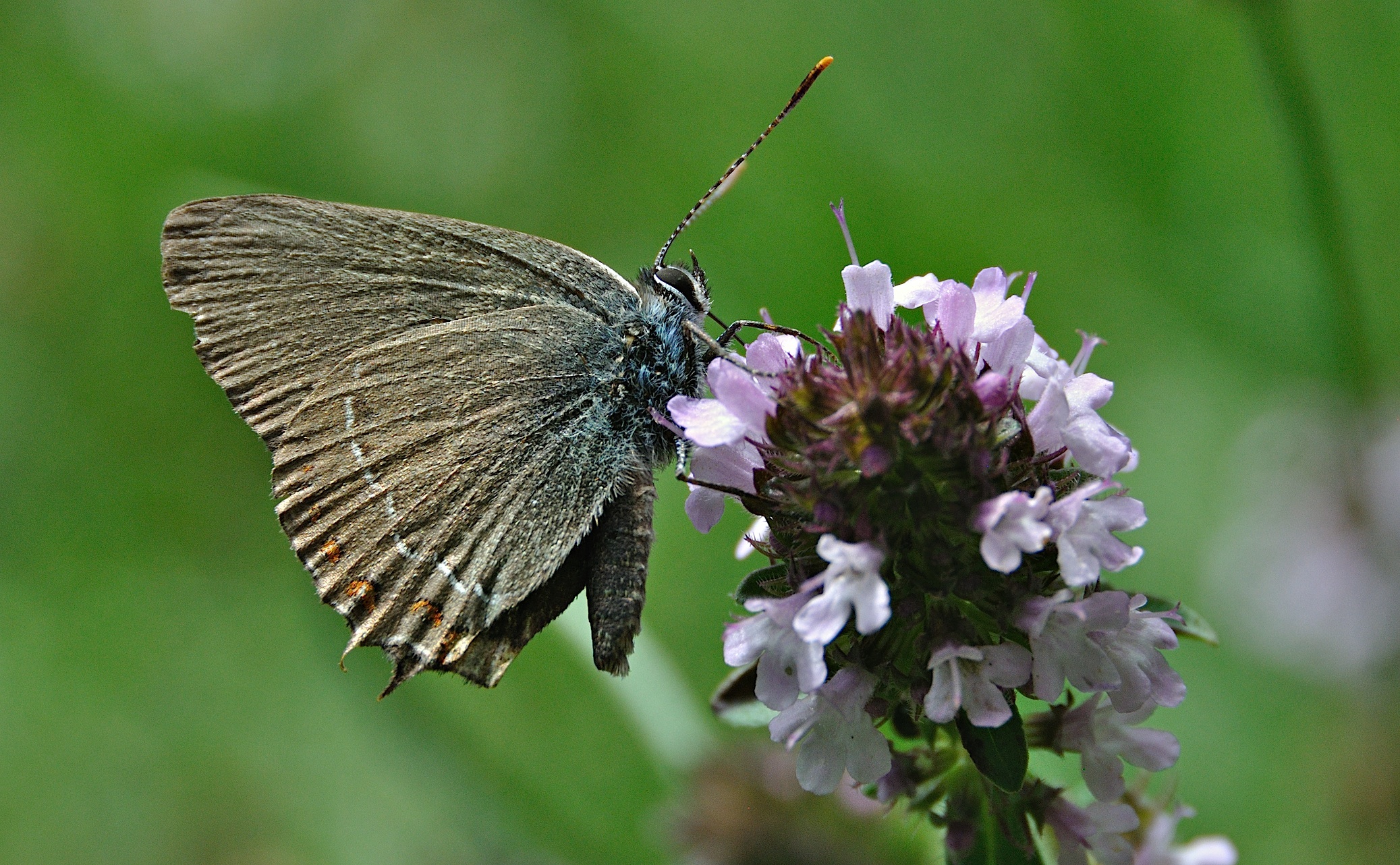 photo A047518, © Adriaan van Os, Corsavy 12-07-2017, altitudo 1300 m, Satyrium esculi