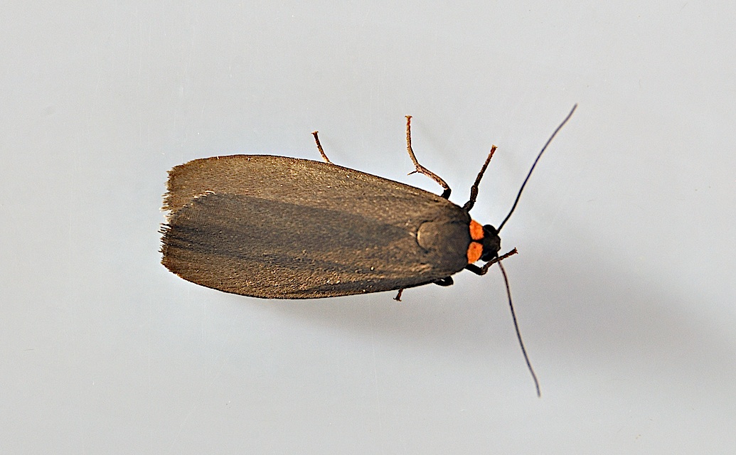 foto A047697, © Adriaan van Os, Montferrer 12-07-2017, altitud 800 m, Atolmis rubricollis