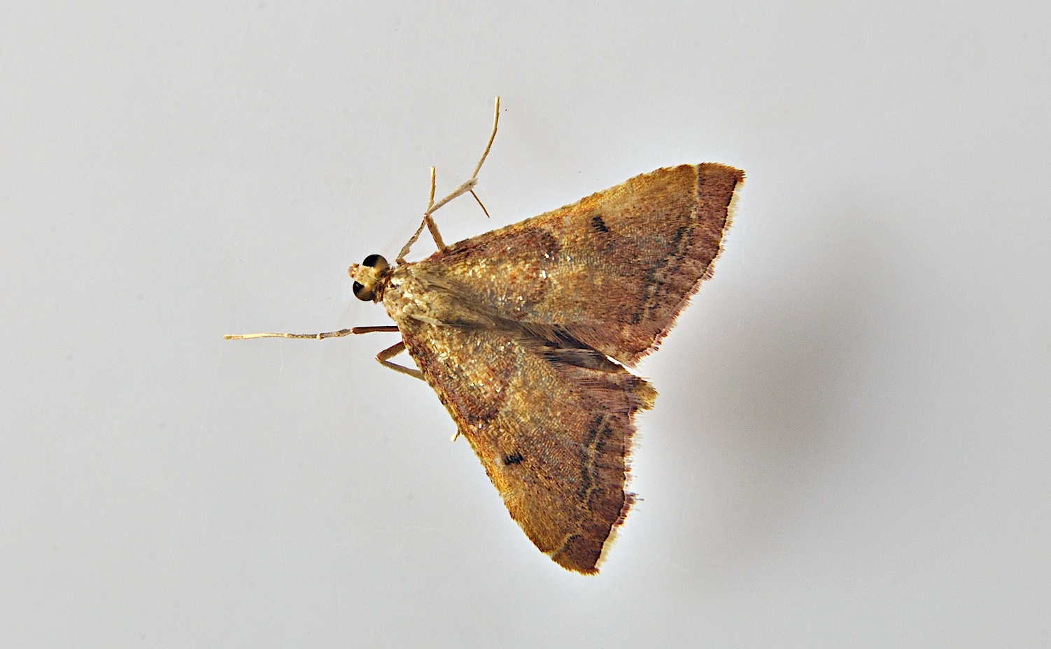 foto A048727, © Adriaan van Os, Corsavy 18-07-2017, hoogte 1000 m, Endotricha flammealis