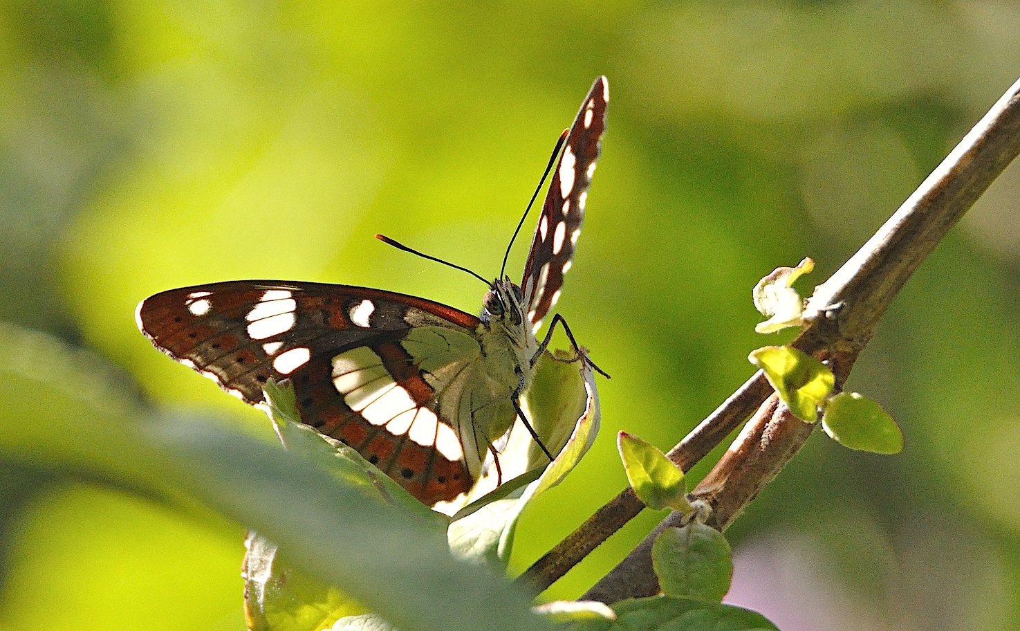 photo A048915, © Adriaan van Os, Montferrer 19-07-2017, altitude 800 m, Limenitis reducta