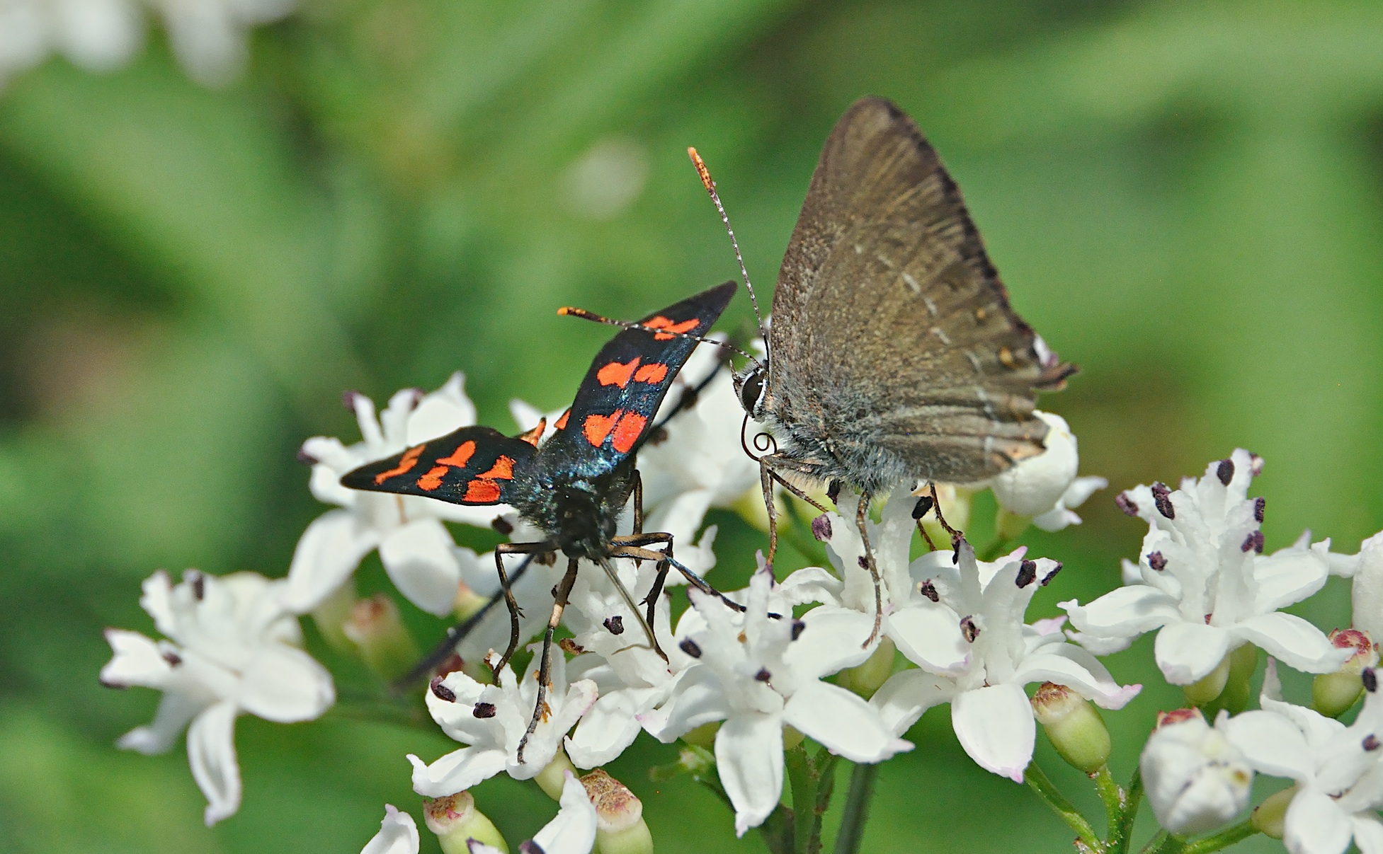 photo A049047, © Adriaan van Os, Montferrer 19-07-2017, altitude 800 m, Zygaena transalpina ? (at the left) with Satyrium esculi (at the right)