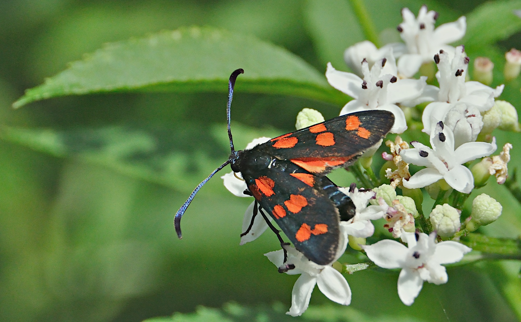 photo A049072, © Adriaan van Os, Montferrer 19-07-2017, altitude 800 m, Zygaena transalpina ?