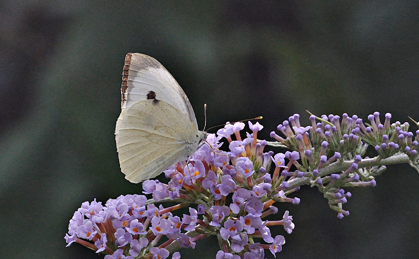 photo A049115, © Adriaan van Os, Montferrer 19-07-2017, altitude 800 m, ♀ Pieris brassicae