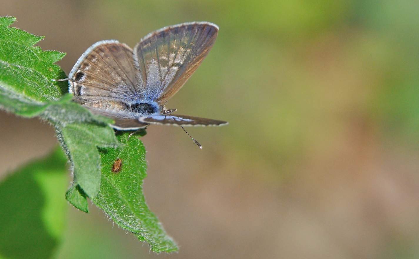 photo A049141, © Adriaan van Os, Montferrer 19-07-2017, altitude 700 m, ♀ Leptotes pirithous