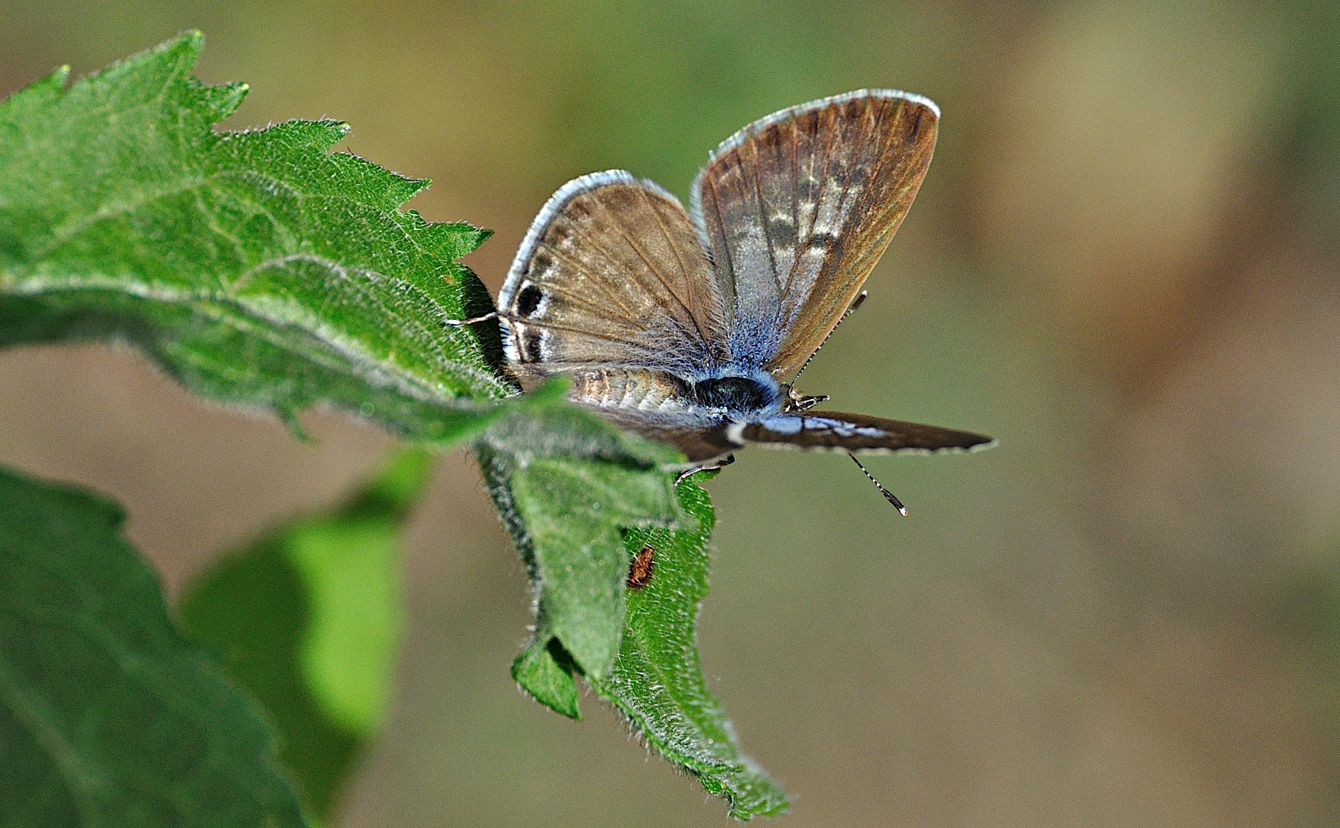 foto A049144, © Adriaan van Os, Montferrer 19-07-2017, altitud 800 m, ♀ Leptotes pirithous