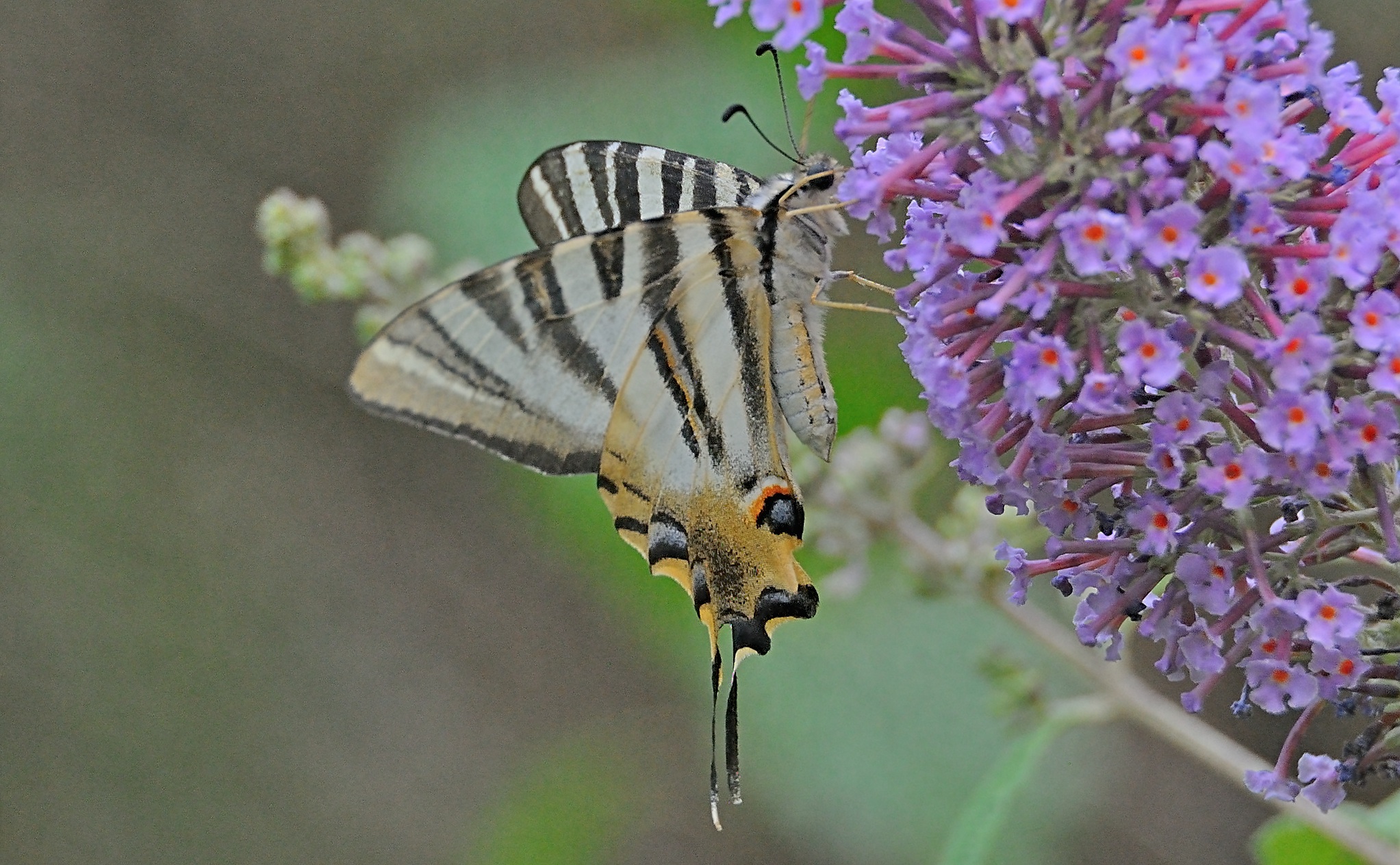 Foto A049255, © Adriaan van Os, Montferrer 19-07-2017, Hhe 800 m, Iphiclides feisthamelii