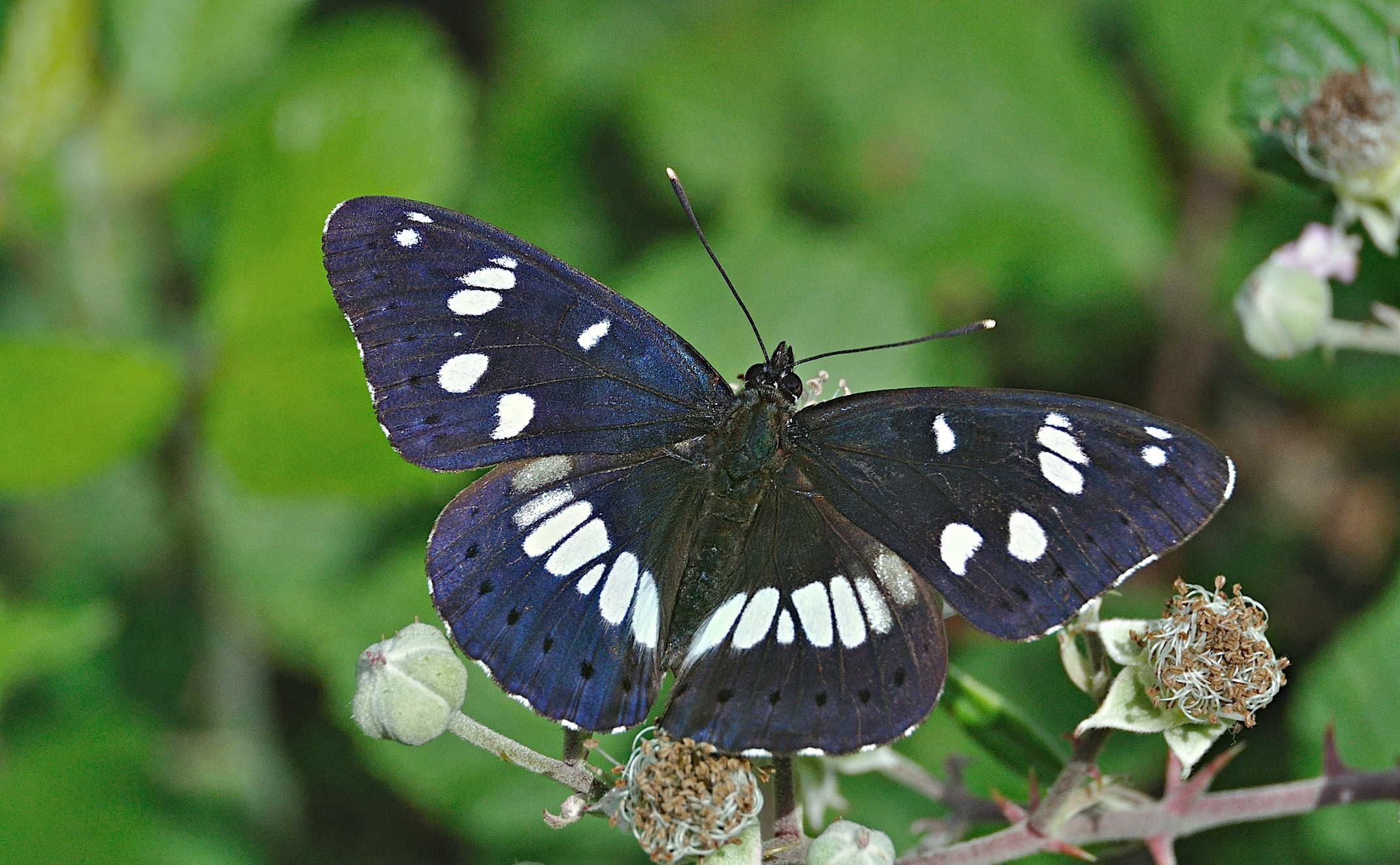 foto A049354, © Adriaan van Os, Montferrer 21-07-2017, altitud 800 m, Limenitis reducta