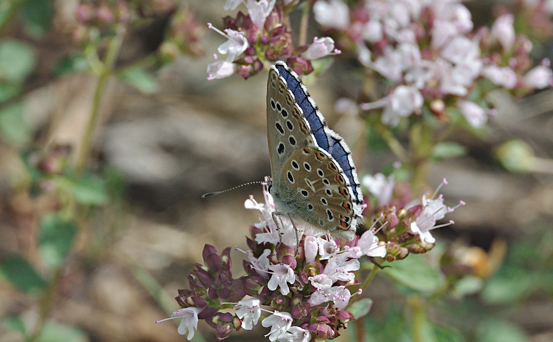 Foto A049468, © Adriaan van Os, Montferrer 21-07-2017, Hhe 800 m, ♂ Polyommatus bellargus