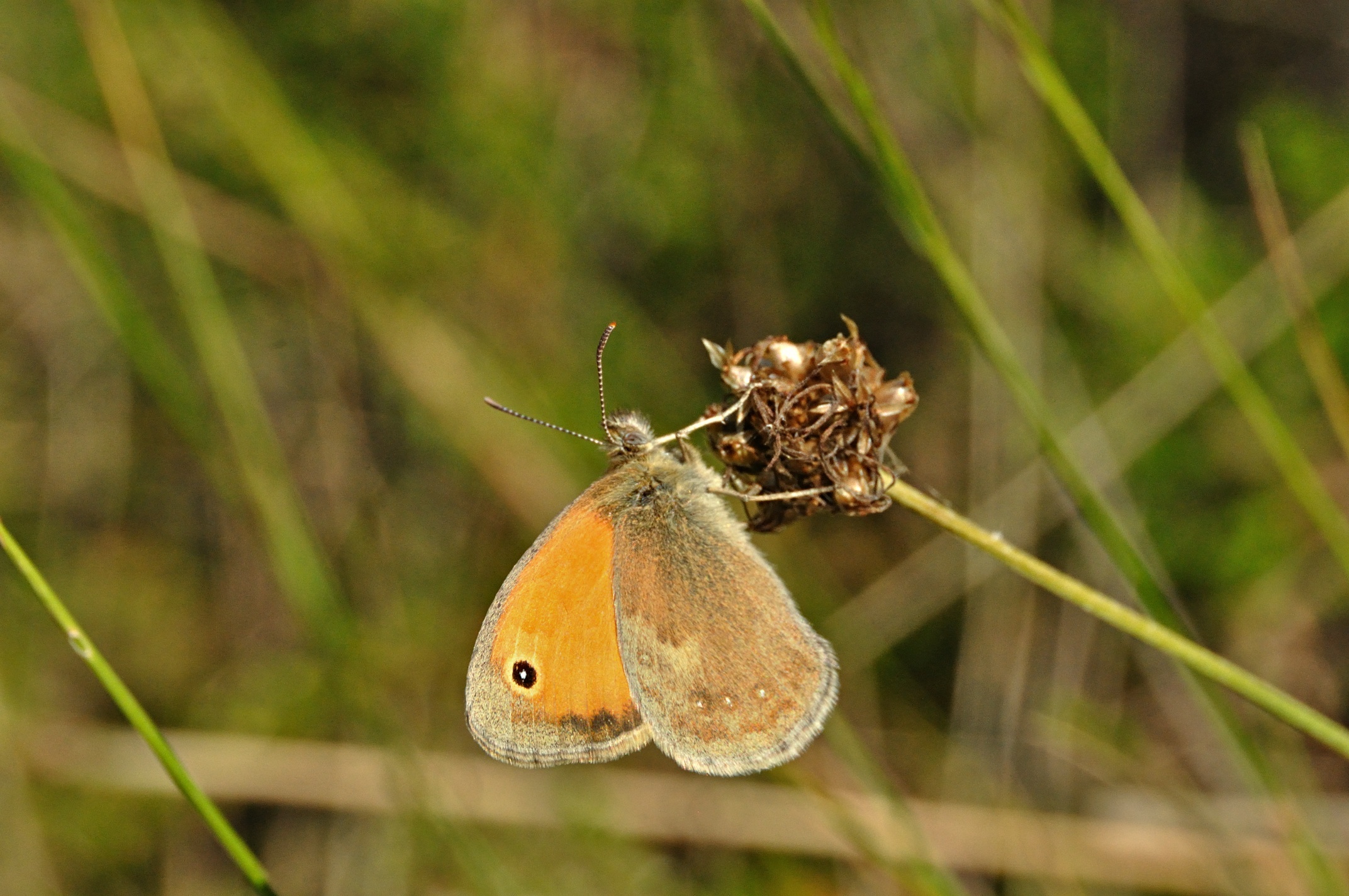 Foto A049746, © Adriaan van Os, Montferrer 21-07-2017, Hhe 800 m, ♂ Coenonympha pamphilus lyllus