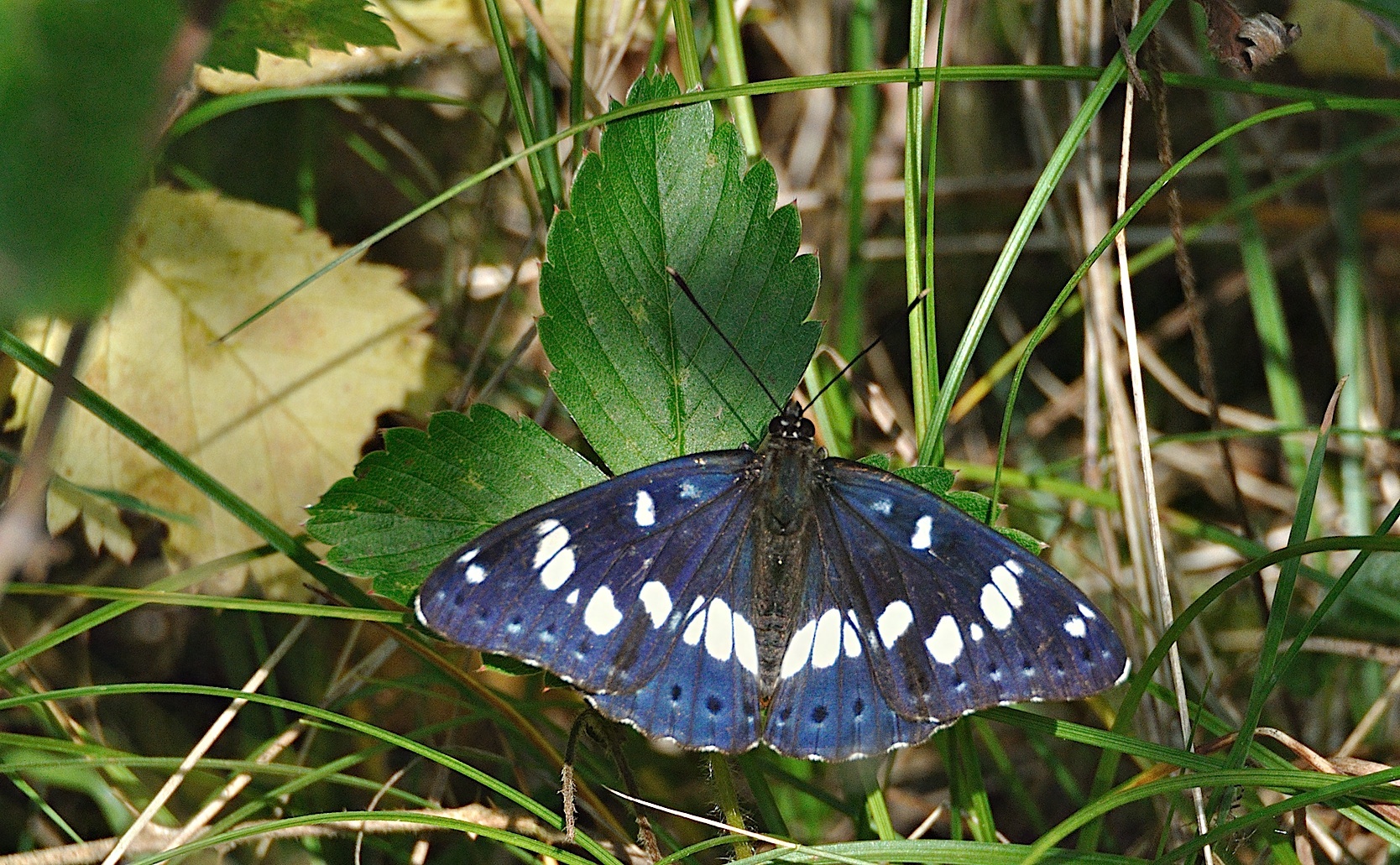 photo A049762, © Adriaan van Os, Montferrer 21-07-2017, altitude 800 m, Limenitis reducta