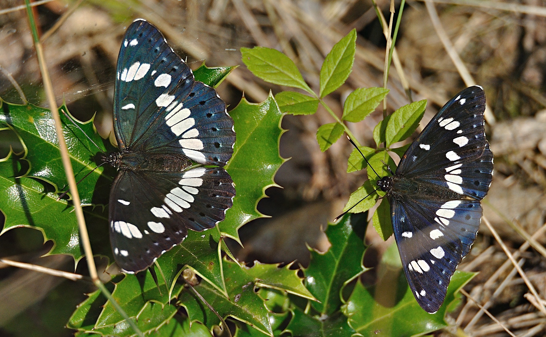 photo A049828, © Adriaan van Os, Montferrer 21-07-2017, altitude 800 m, Limenitis reducta