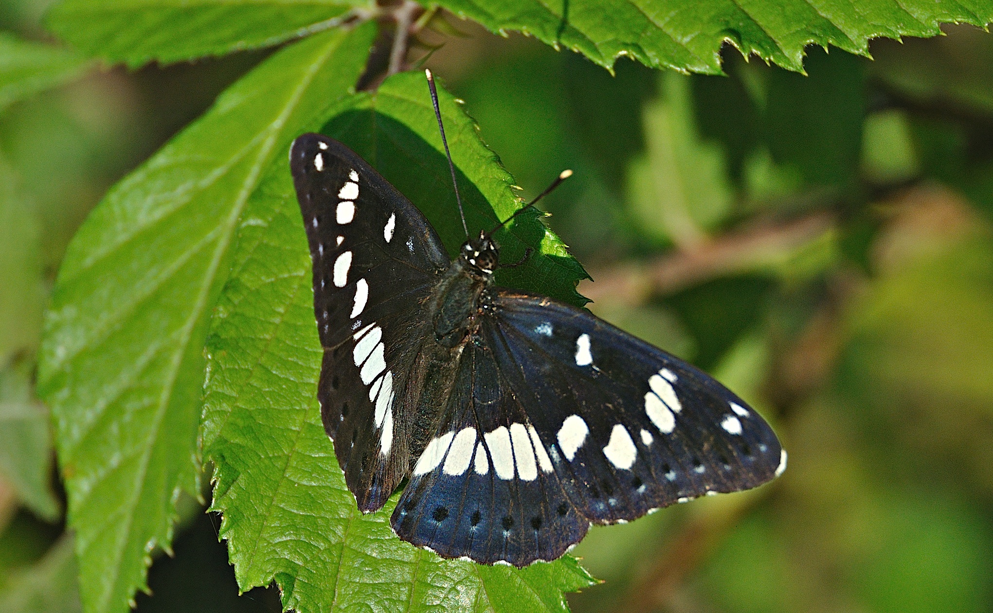 photo A049846, © Adriaan van Os, Montferrer 21-07-2017, altitude 800 m, Limenitis reducta