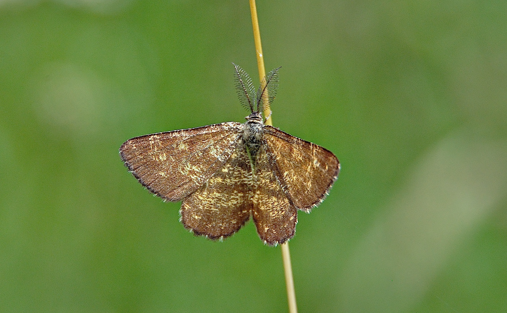 photo A049965, © Adriaan van Os, Corsavy 22-07-2017, altitude 1100 m, ♂ Ematurga atomaria