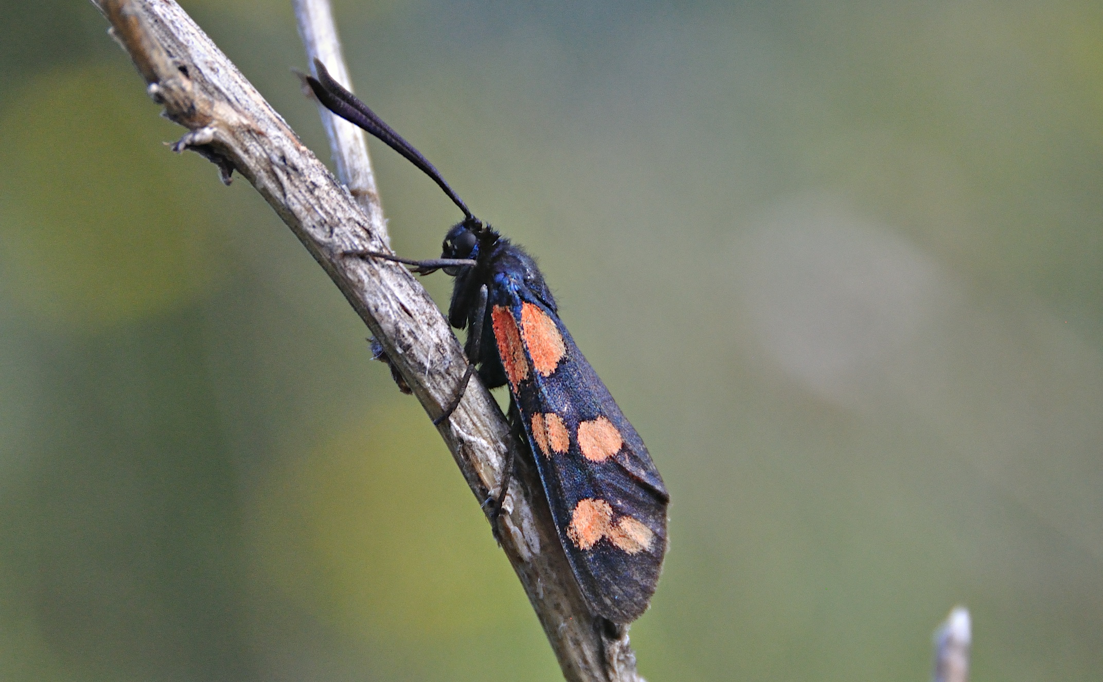 photo A050090, © Adriaan van Os, Corsavy 24-07-2017, altitude 1300 m, Zygaena transalpina ?