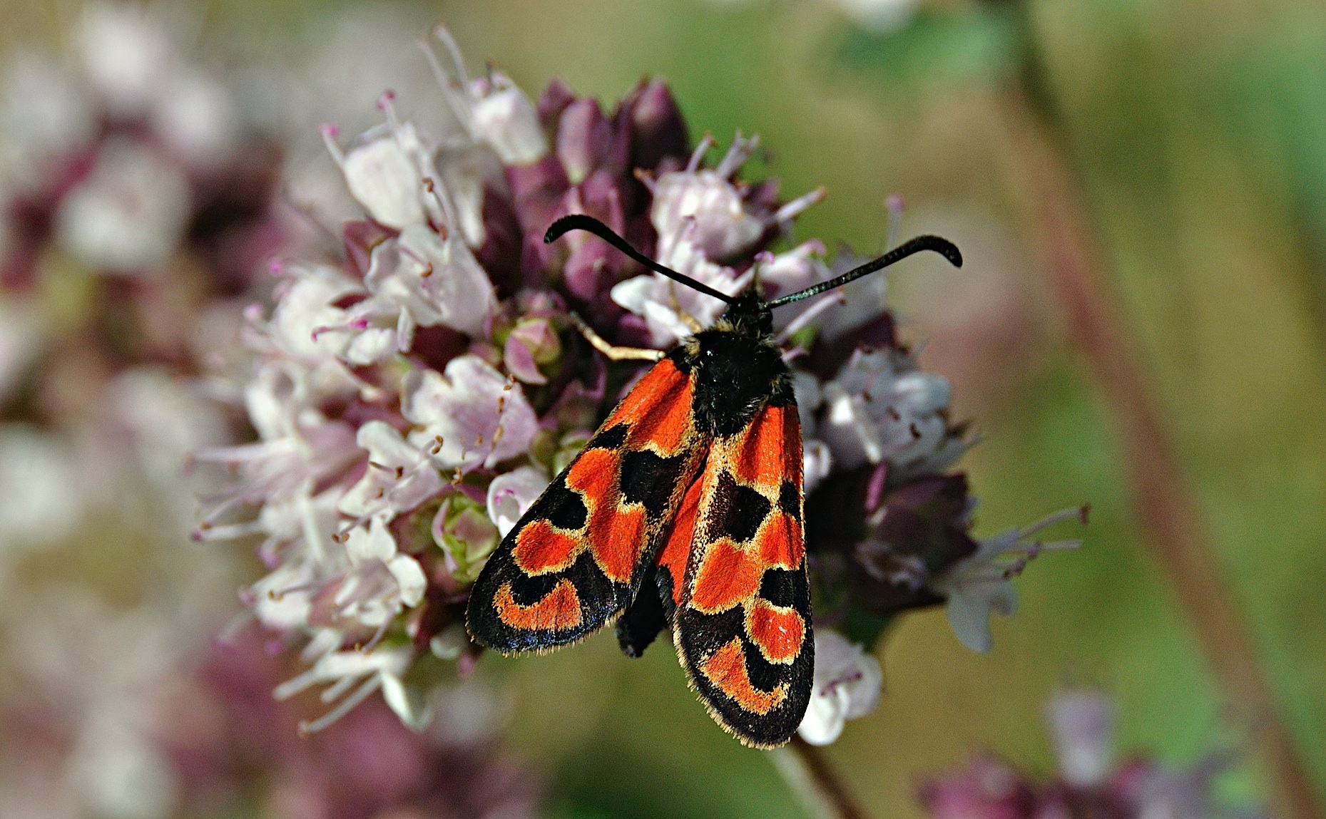 foto A050156, © Adriaan van Os, Corsavy 24-07-2017, hoogte 1300 m, Zygaena hilaris