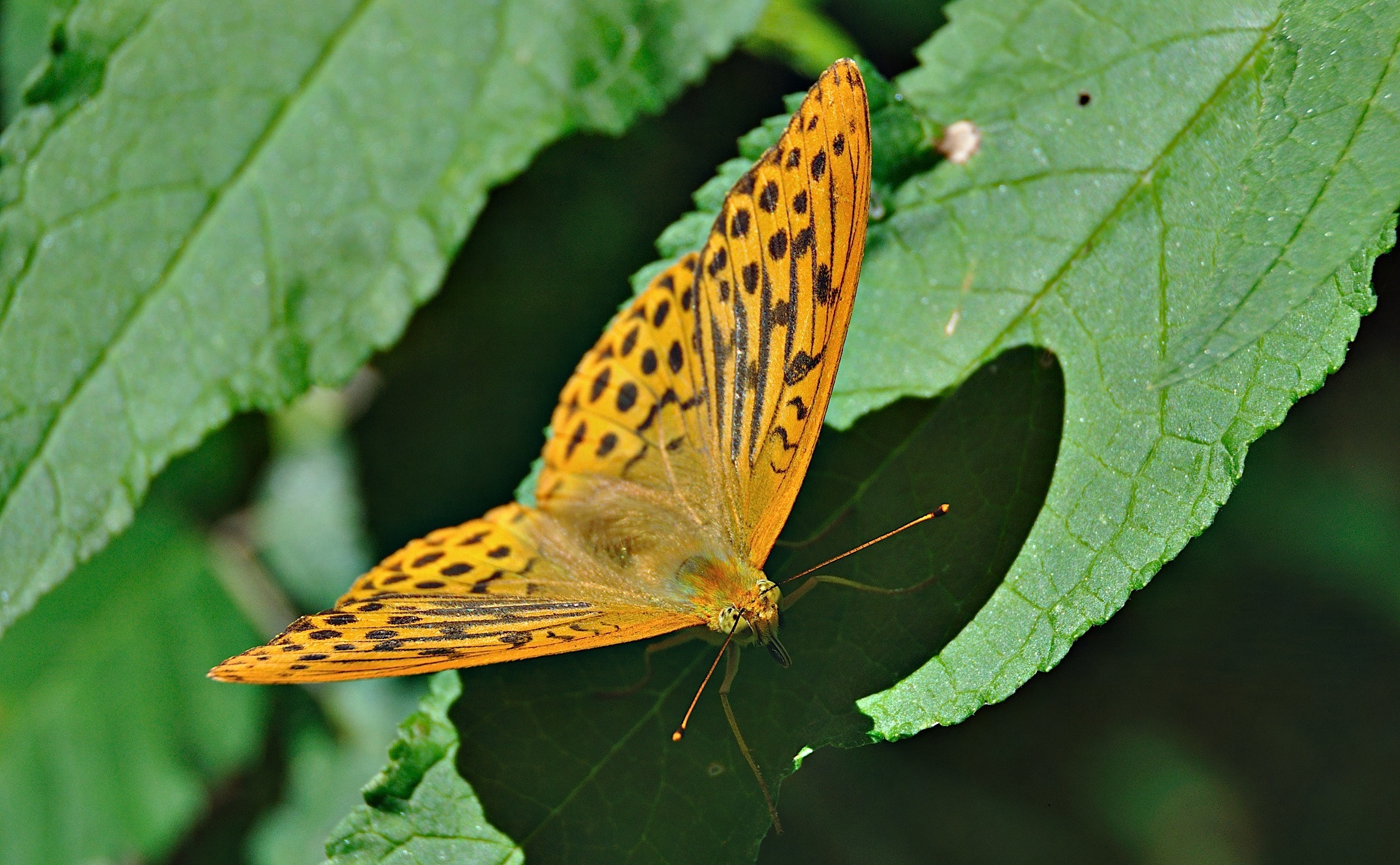 foto A050270, © Adriaan van Os, Montferrer 25-07-2017, altitud 800 m, ♂ Argynnis paphia