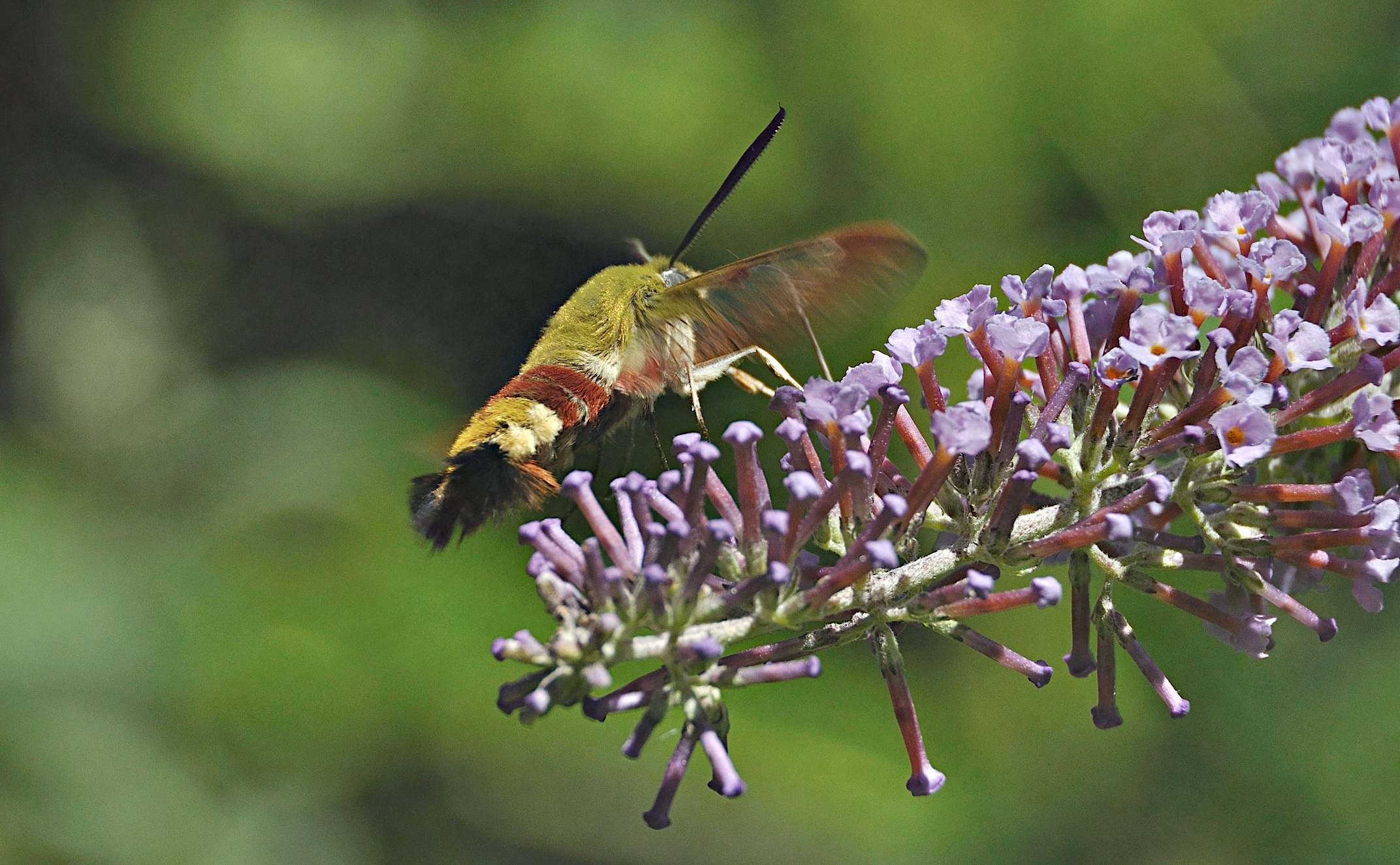 photo A050298, © Adriaan van Os, Montferrer 25-07-2017, altitude 800 m, Hemaris fuciformis