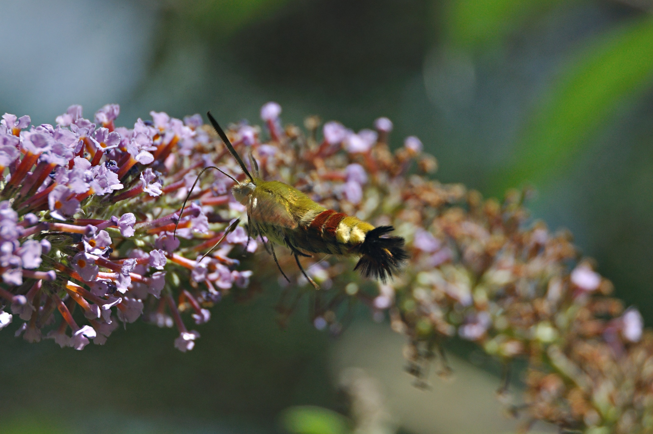 photo A050301, © Adriaan van Os, Montferrer 25-07-2017, altitude 800 m, Hemaris fuciformis