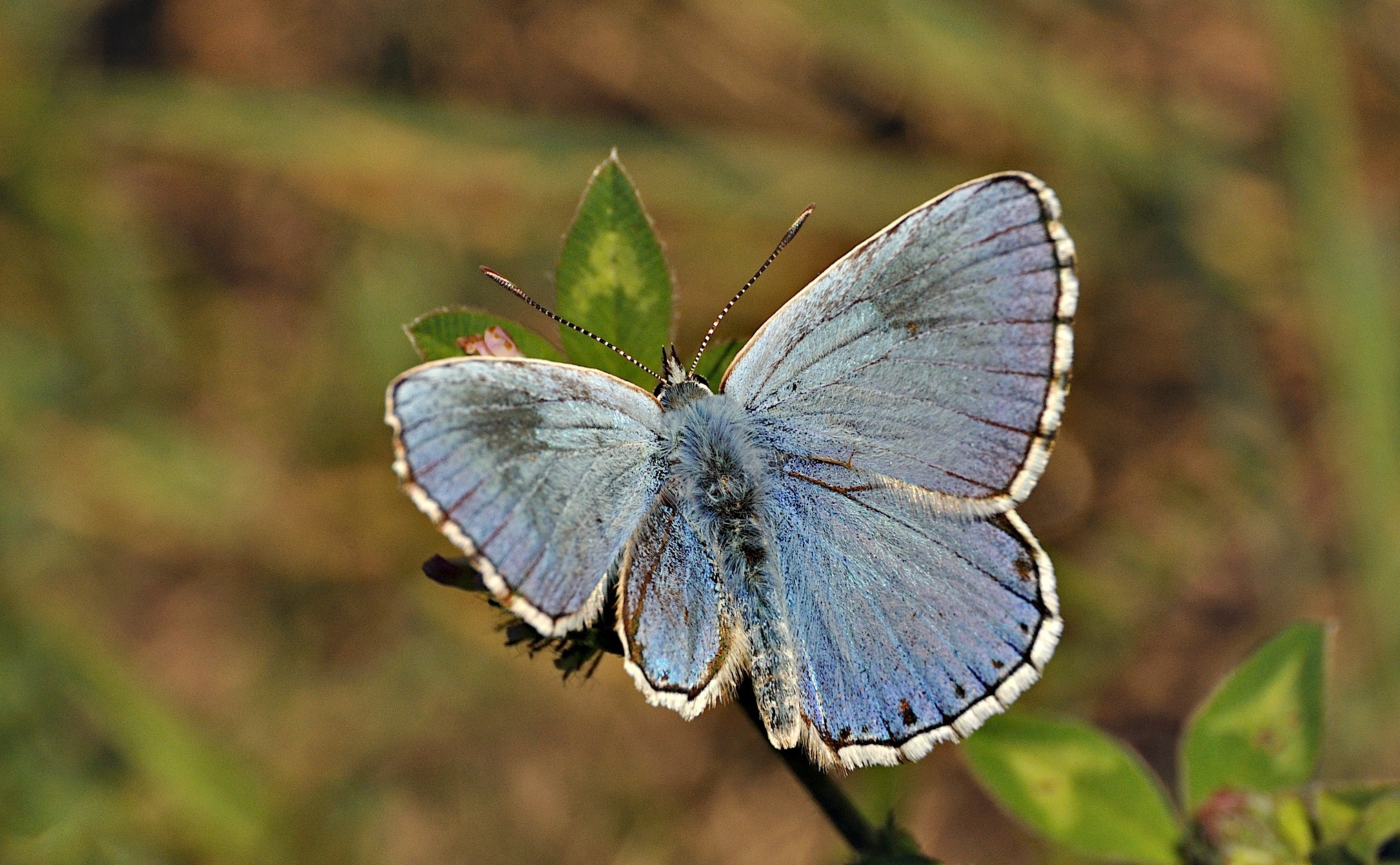 Foto A050565, © Adriaan van Os, Montferrer 28-07-2017, Hhe 900 m, ♂ Polyommatus bellargus