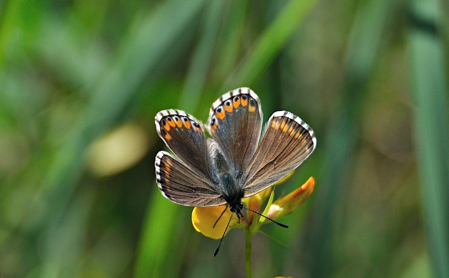 photo A050664, © Adriaan van Os, Montferrer 28-07-2017, altitude 900 m, ♀ Polyommatus bellargus