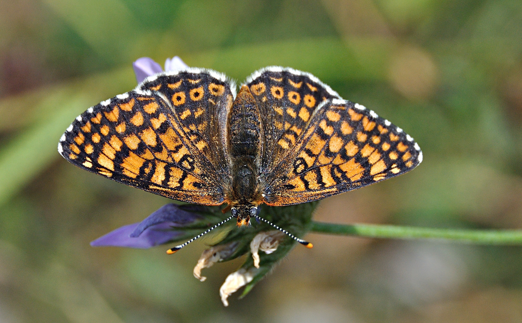 foto A050780, © Adriaan van Os, Montferrer 28-07-2017, altitud 900 m, ♀ Melitaea cinxia