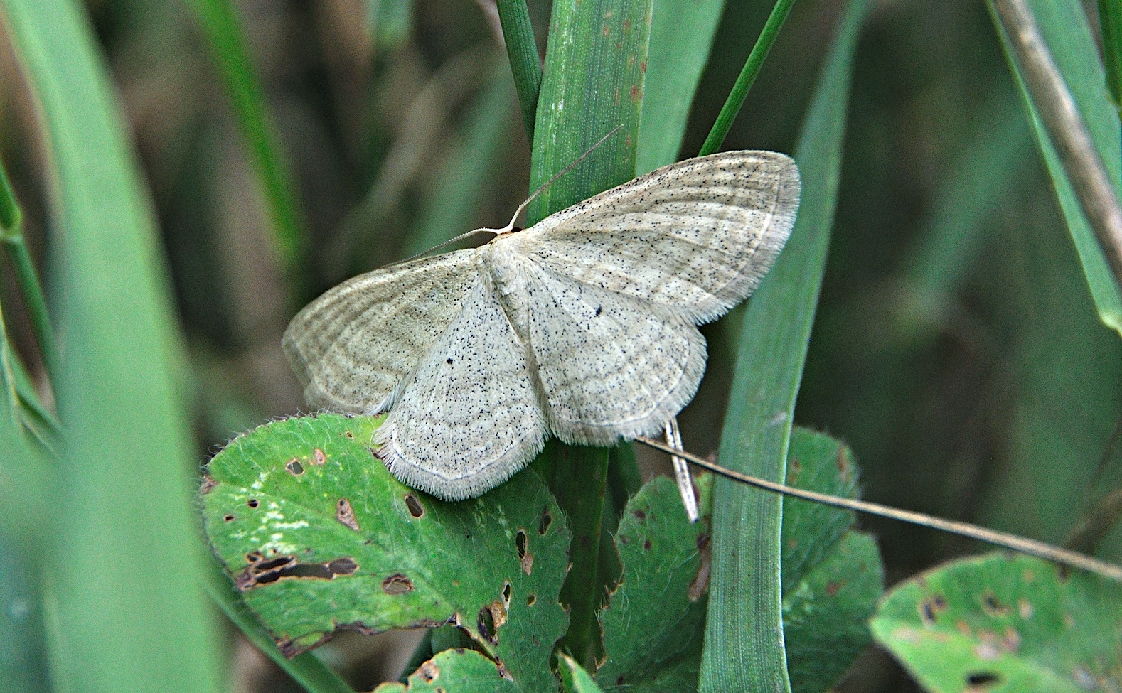 foto A050838, © Adriaan van Os, Montferrer 28-07-2017, hoogte 900 m, Idaea macilentaria