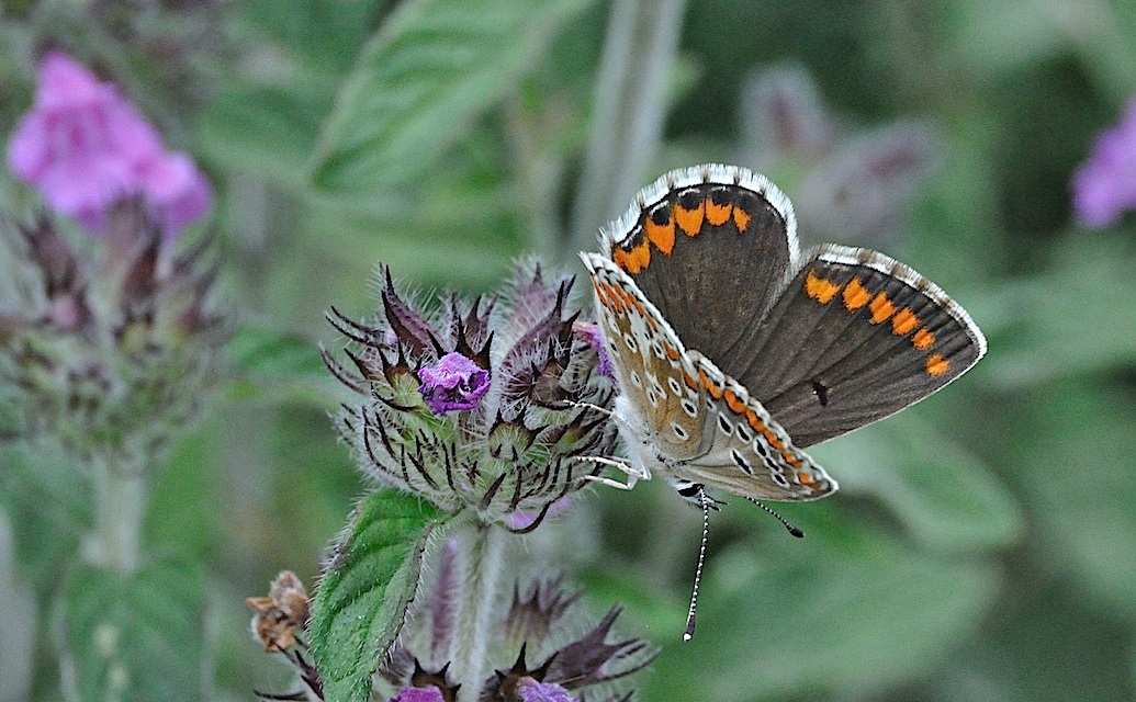 photo A051014, © Adriaan van Os, Montferrer 28-07-2017, altitude 1000 m, ♀ Aricia agestis