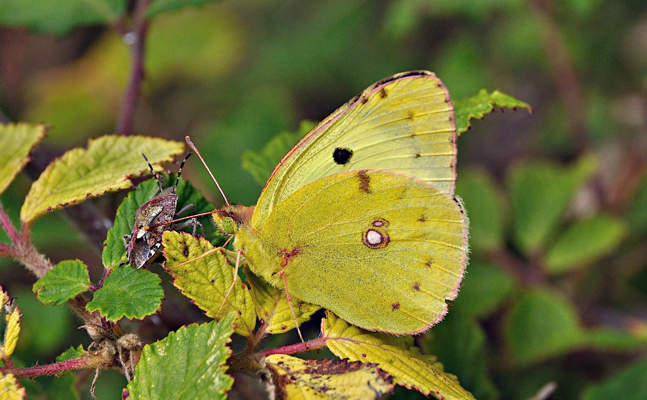 foto A051065, © Adriaan van Os, Montferrer 28-07-2017, hoogte 800 m, Colias alfacariensis of Colias hyale