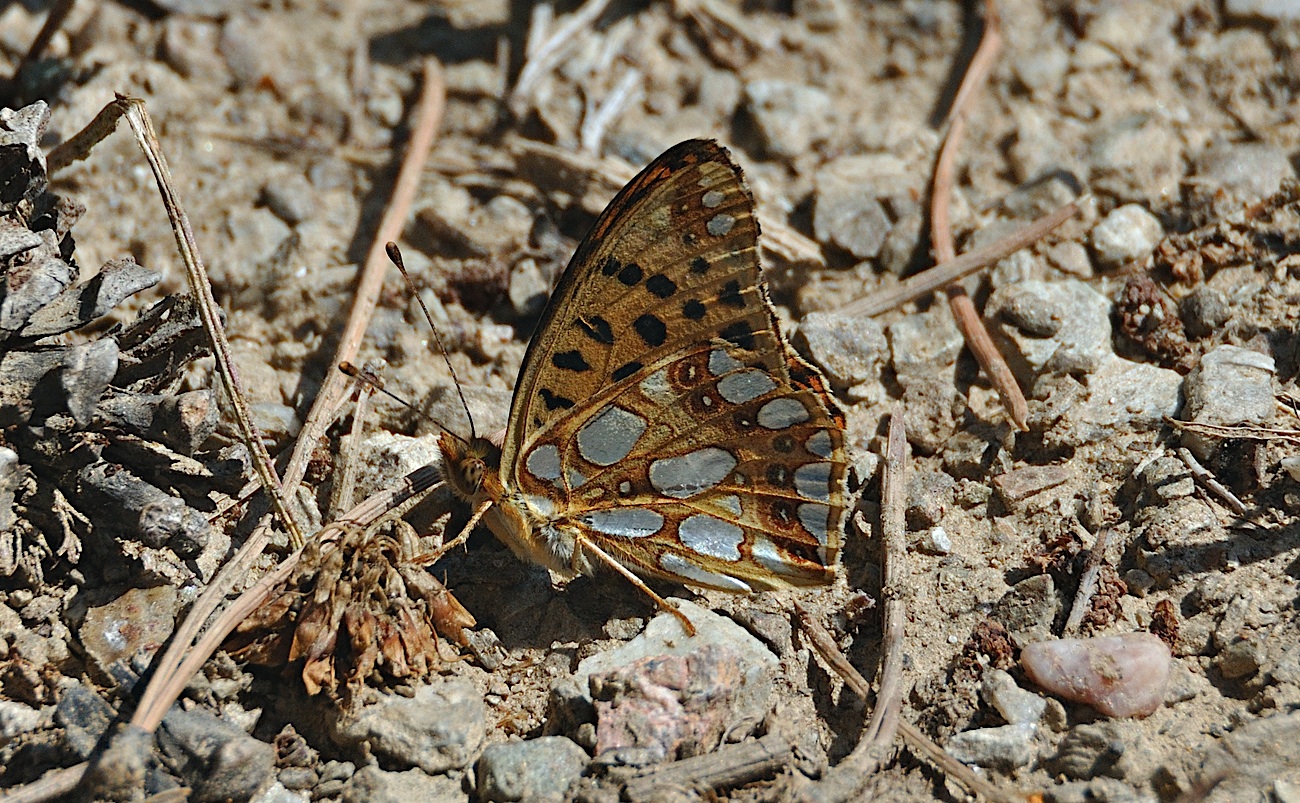 foto A051197, © Adriaan van Os, Montferrer 29-07-2017, altitud 800 m, ♂ Issoria lathonia