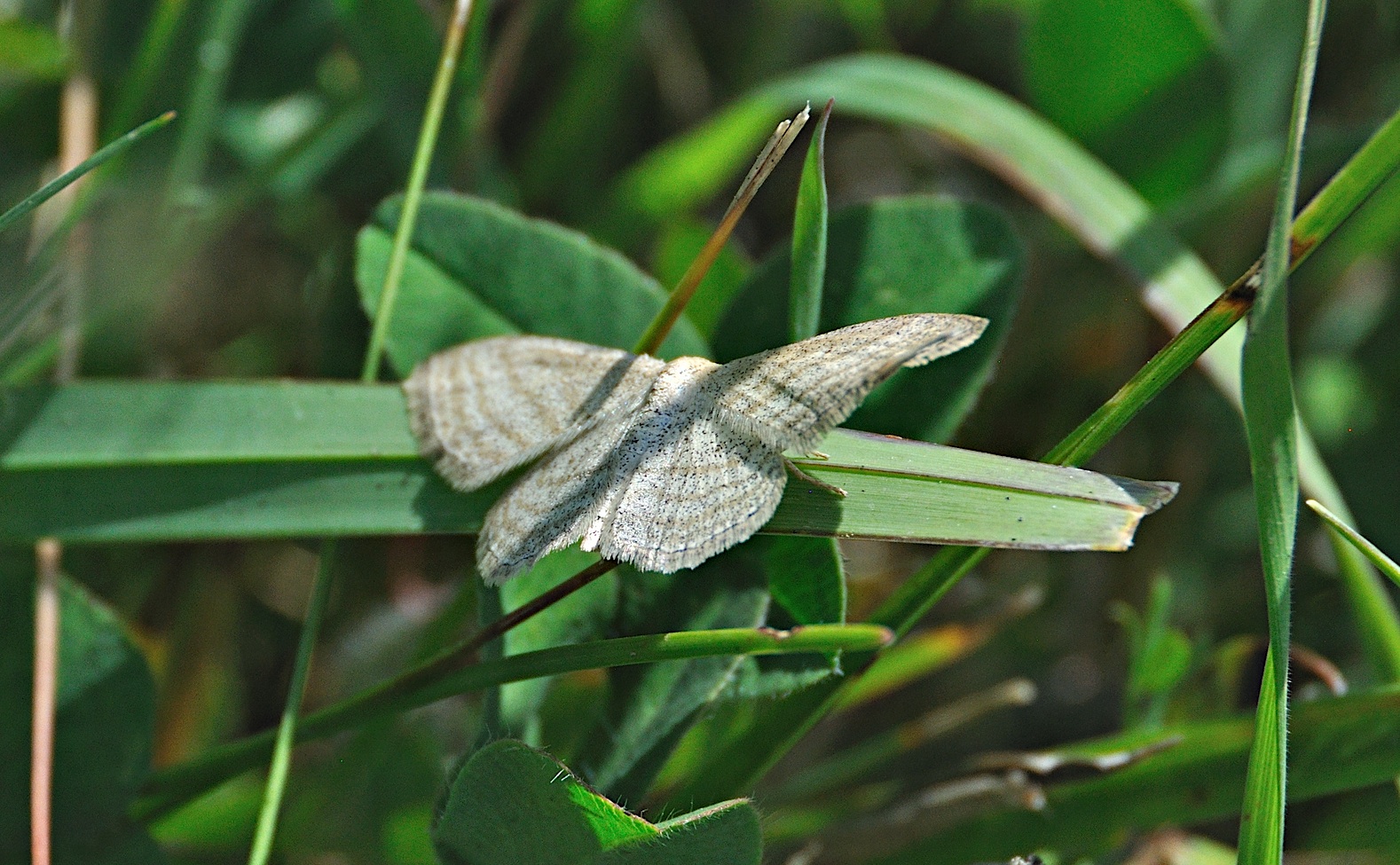 foto A051330, © Adriaan van Os, Montferrer 29-07-2017, altitud 1000 m, Idaea macilentaria